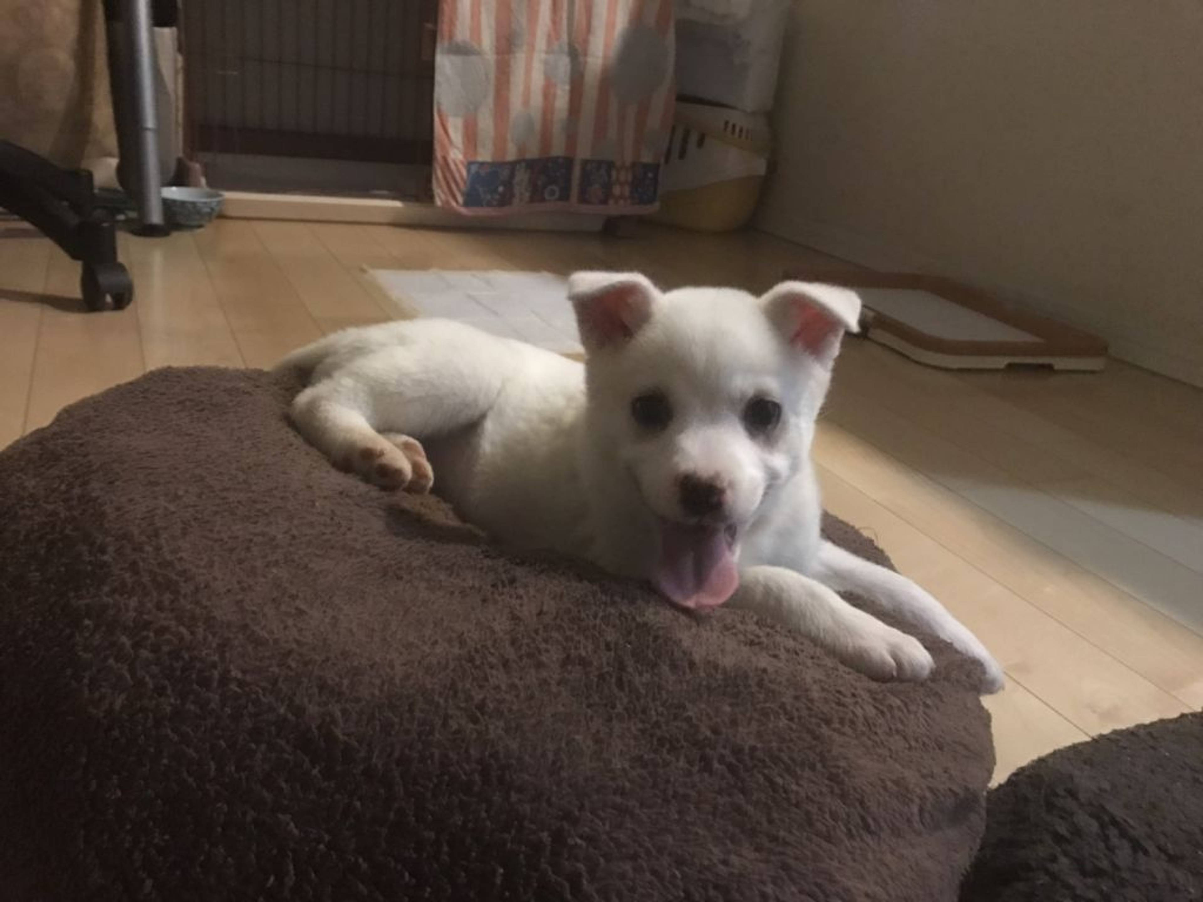 雑種（ミックス犬）・メスの里親募集の写真