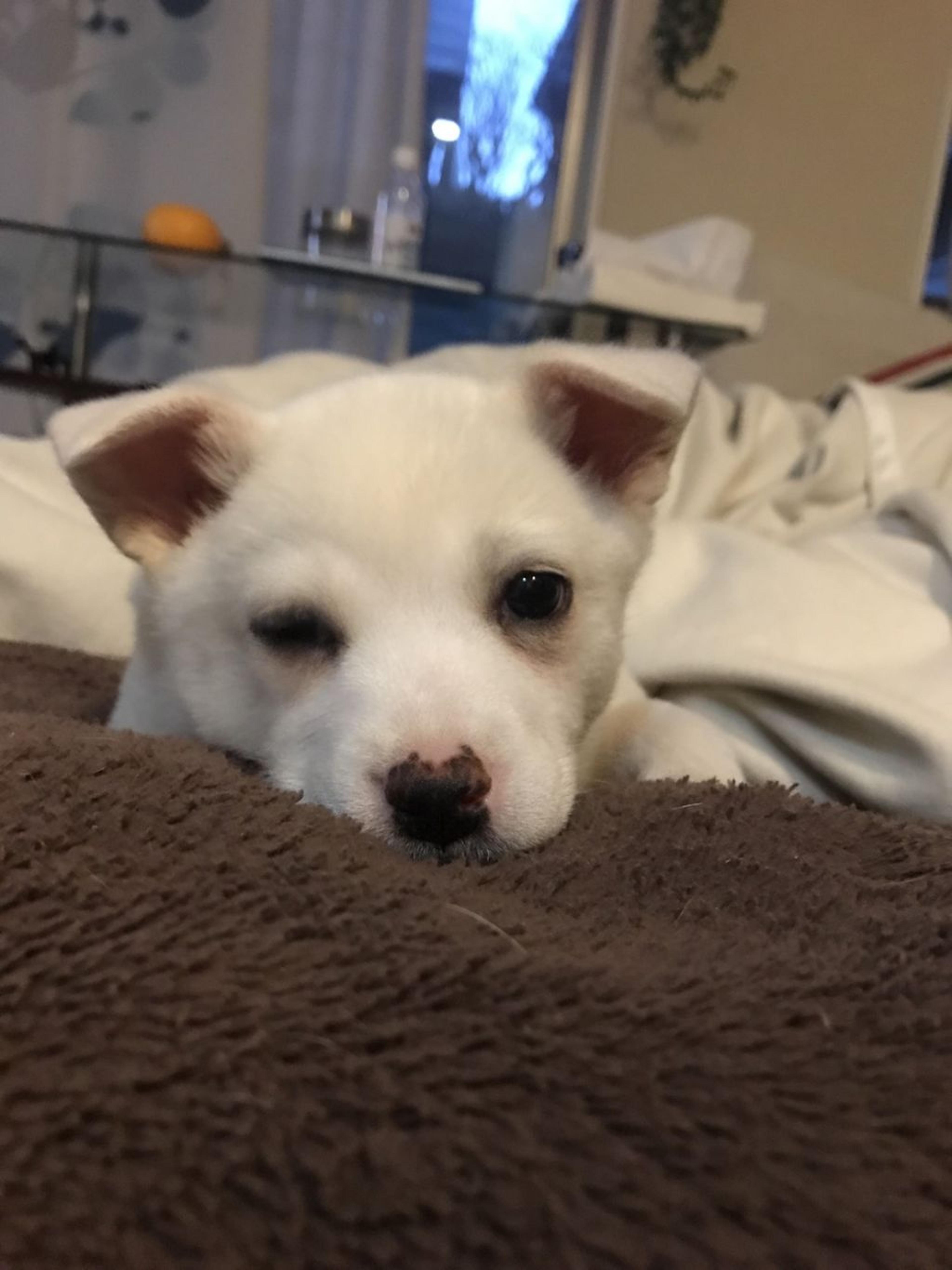 pet-image-2
