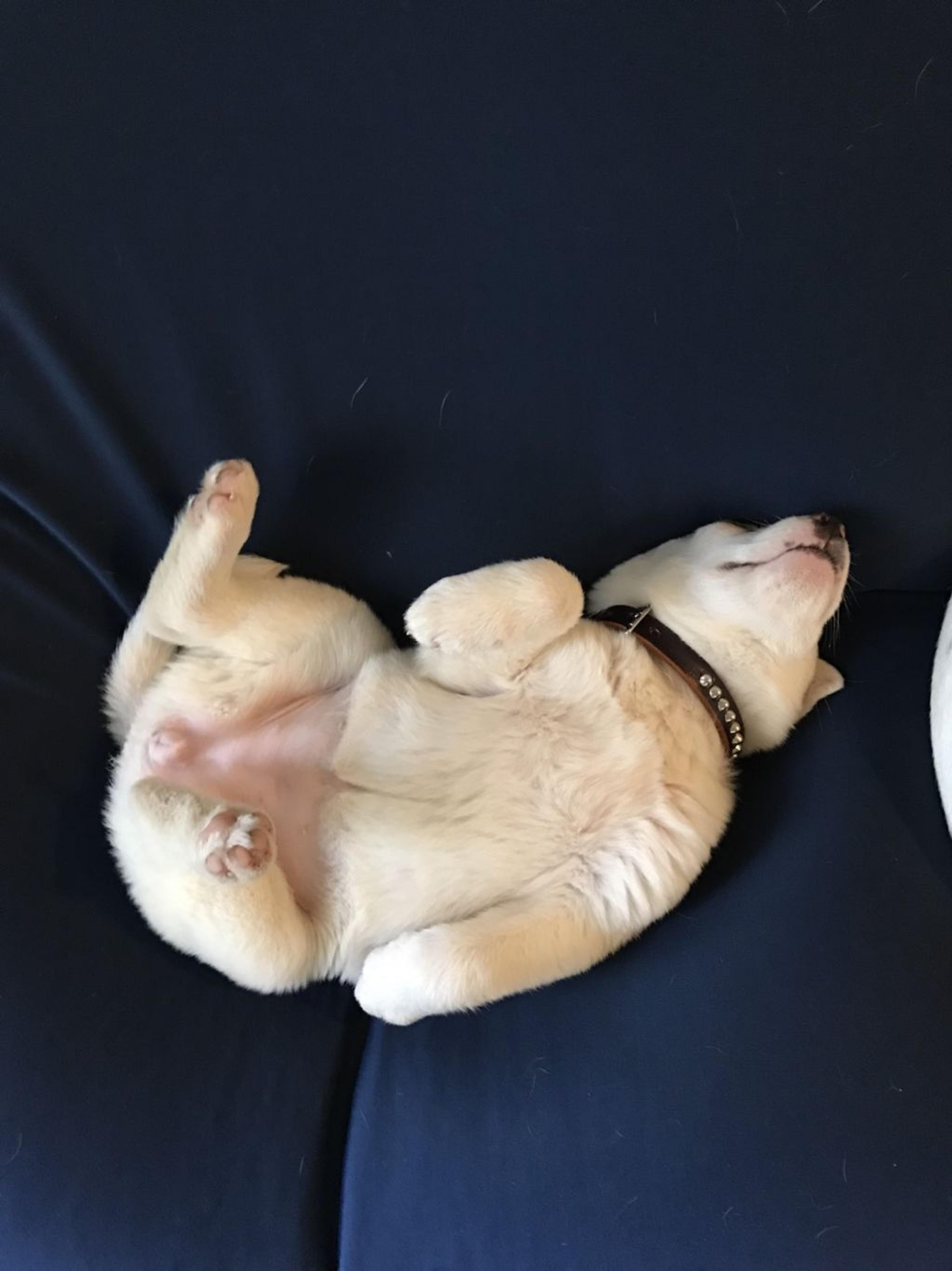 pet-image-3