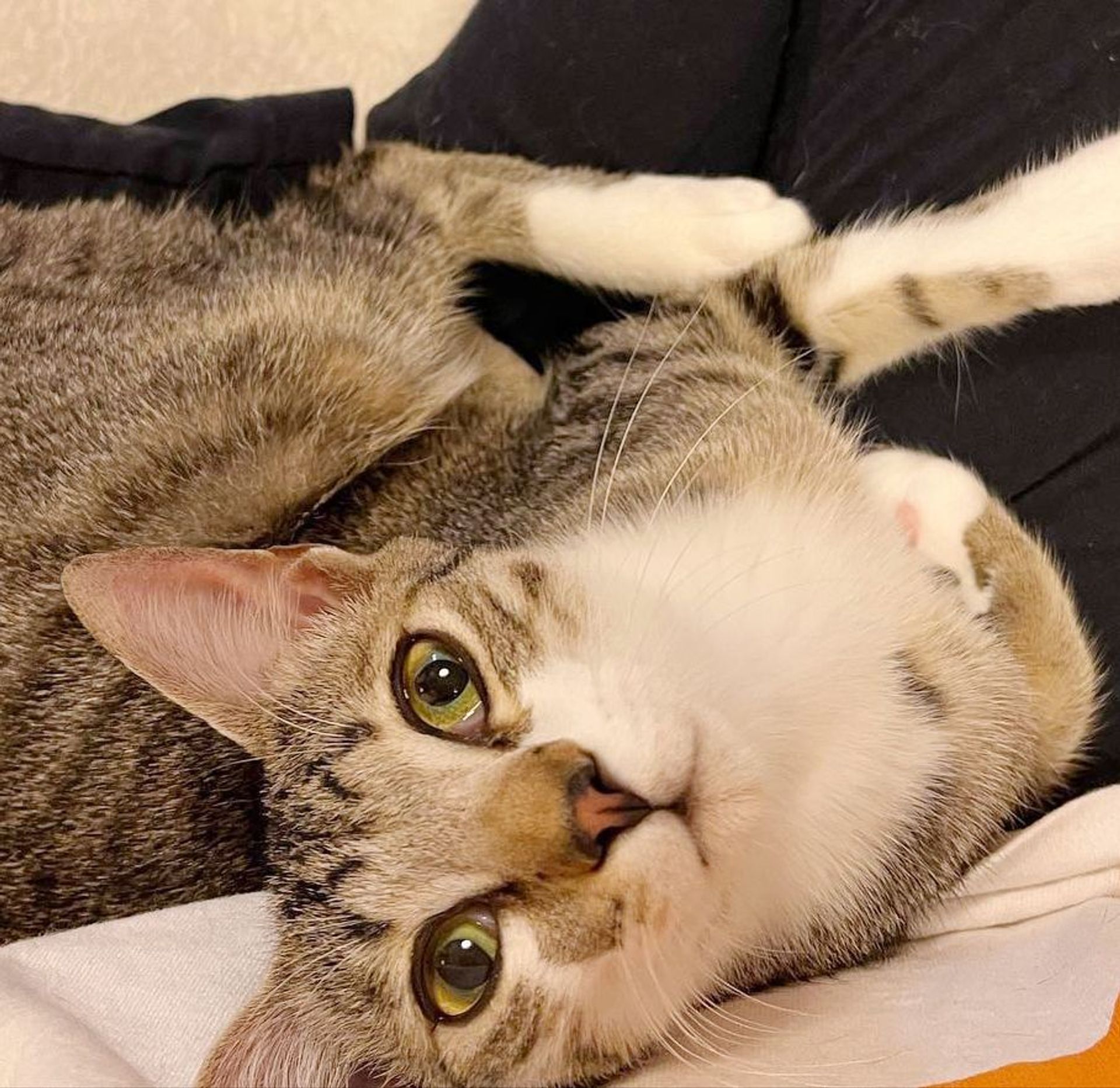 雑種（ミックス猫）・オスの里親募集の写真
