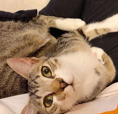 パダの写真