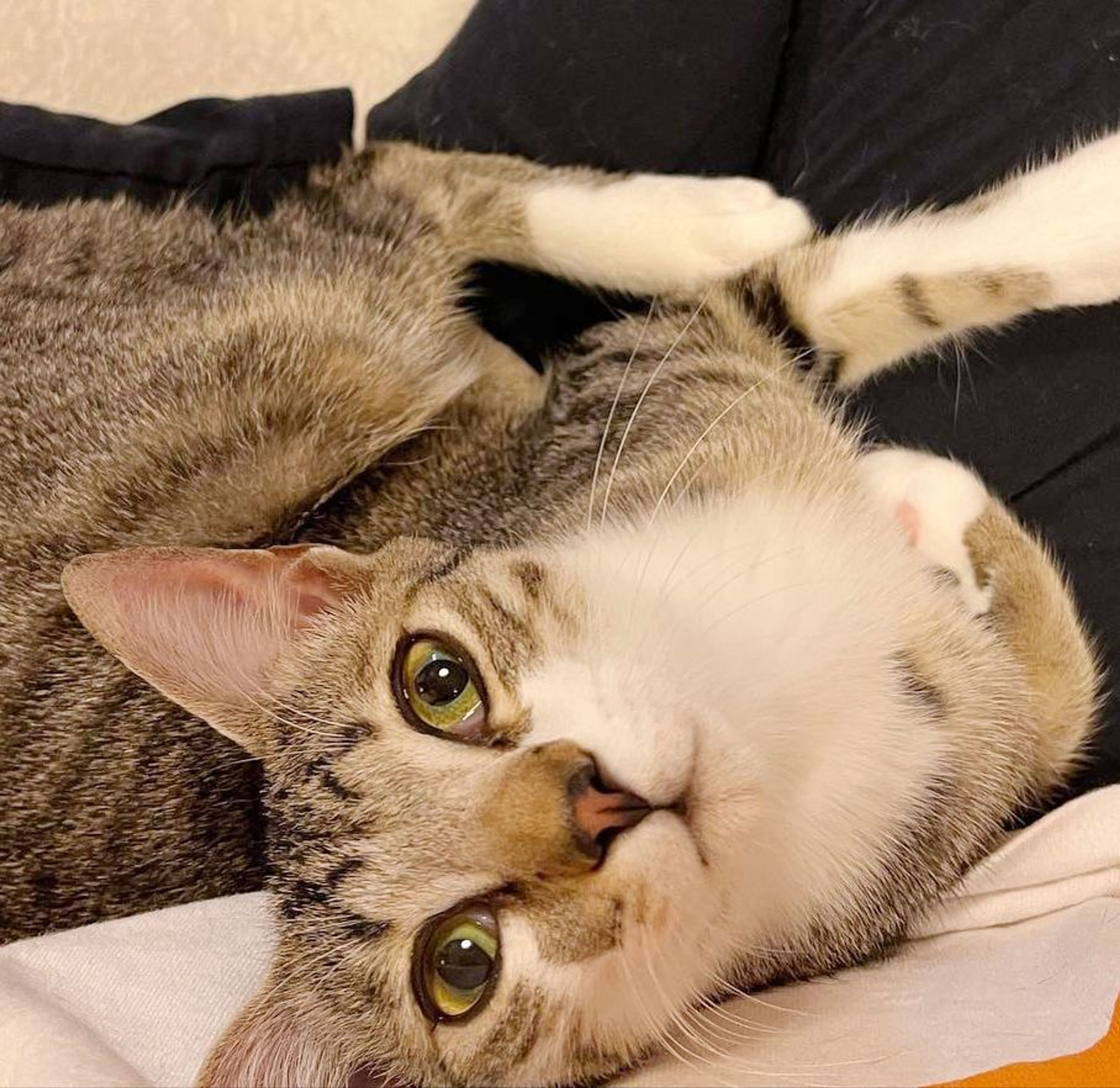 雑種（ミックス猫）・オスの里親募集の写真