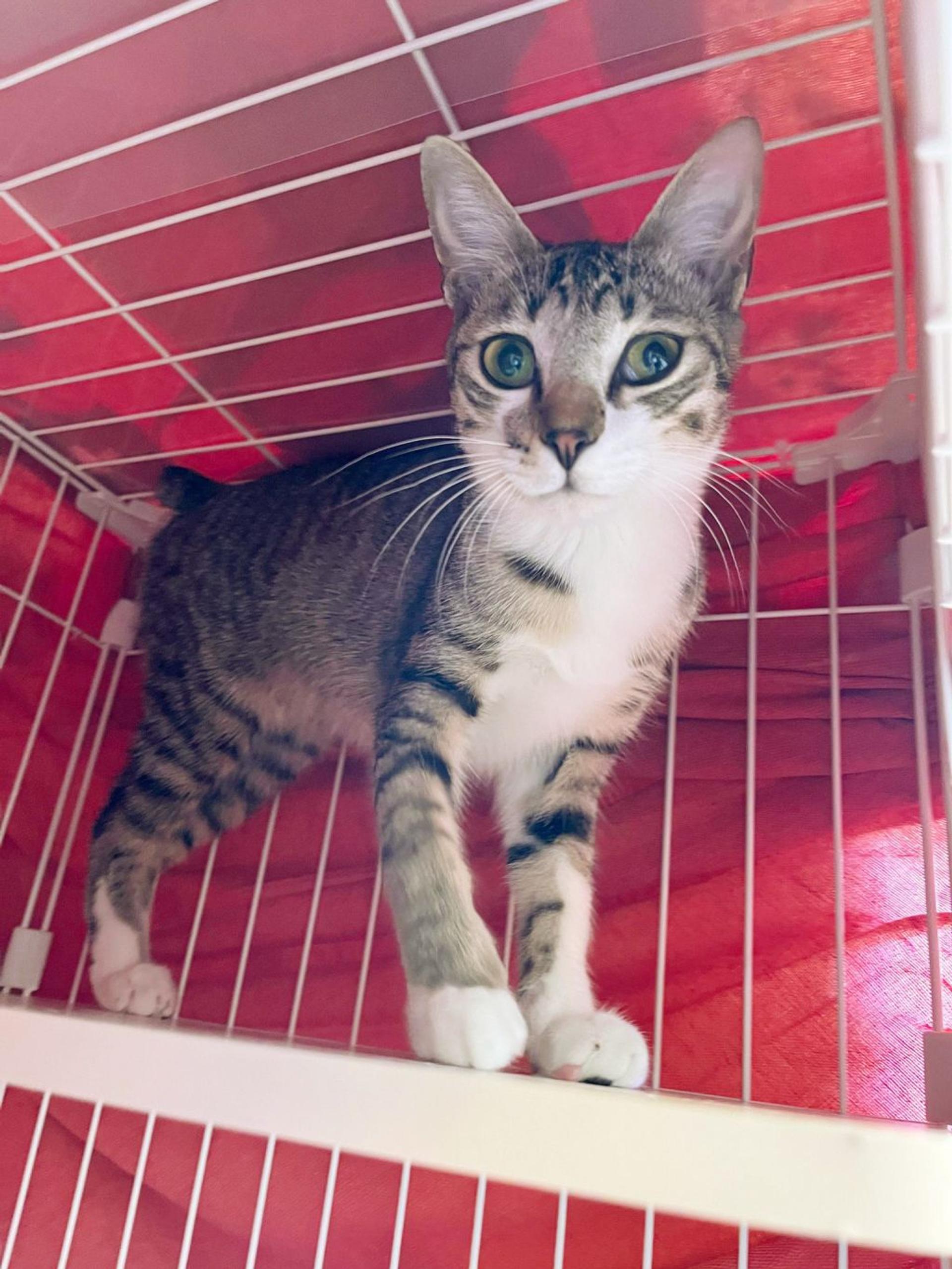 pet-image-2