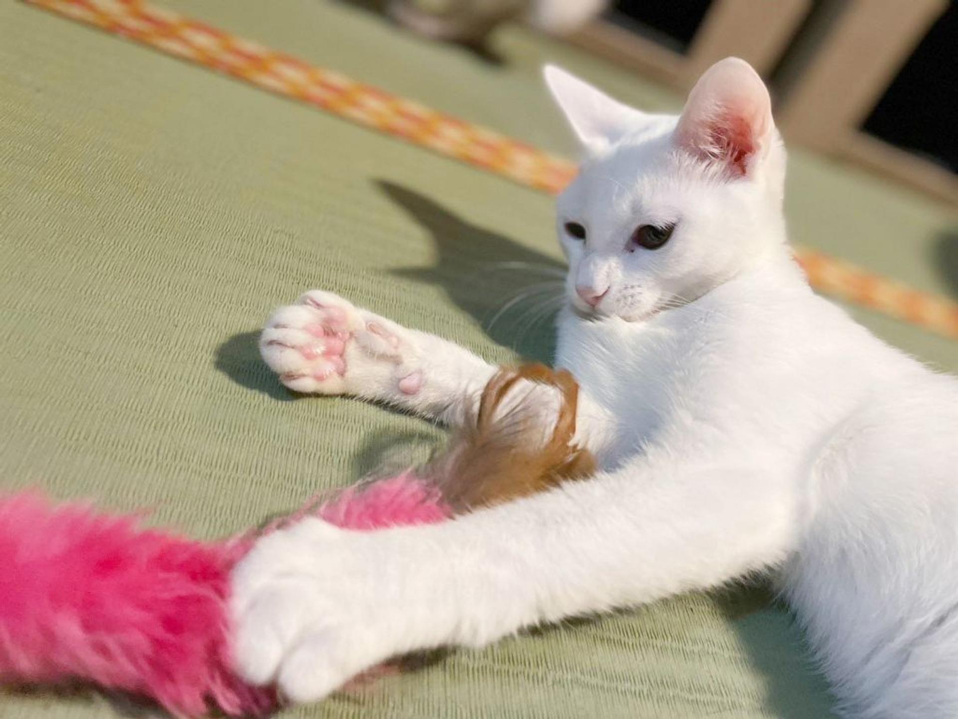 pet-image-3
