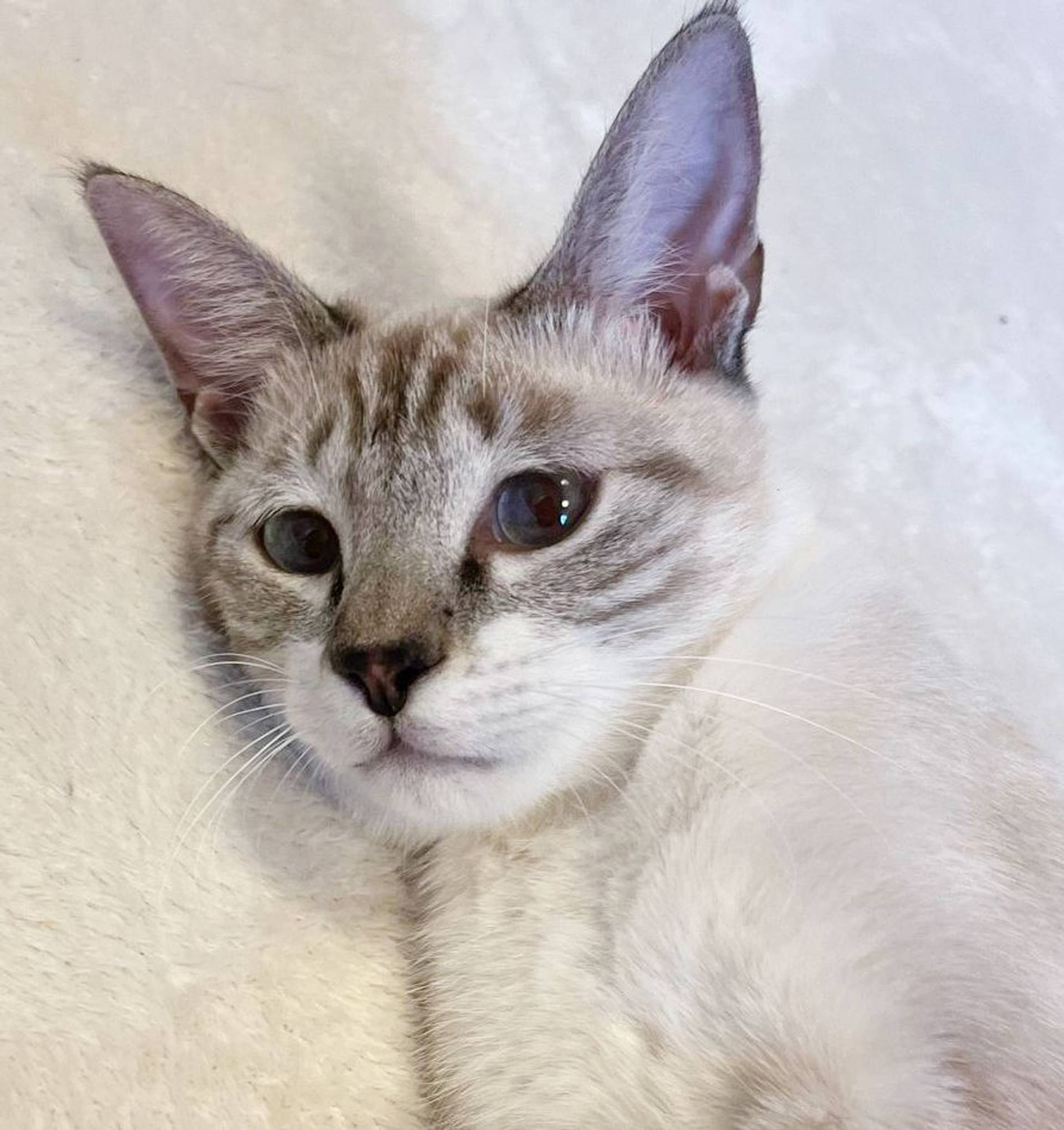 雑種（ミックス猫）・メスの里親募集の写真