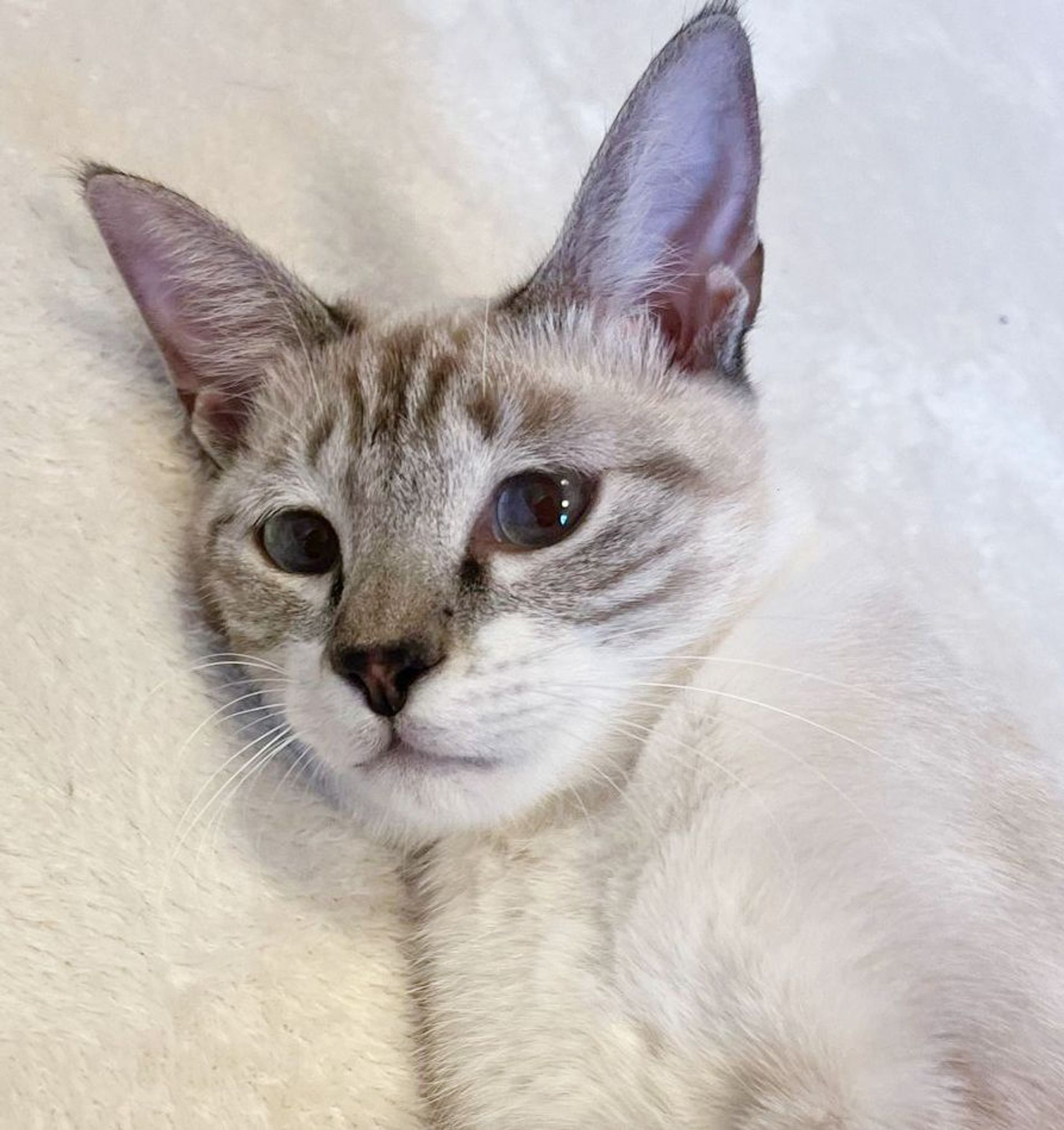 雑種（ミックス猫）・メスの里親募集の写真