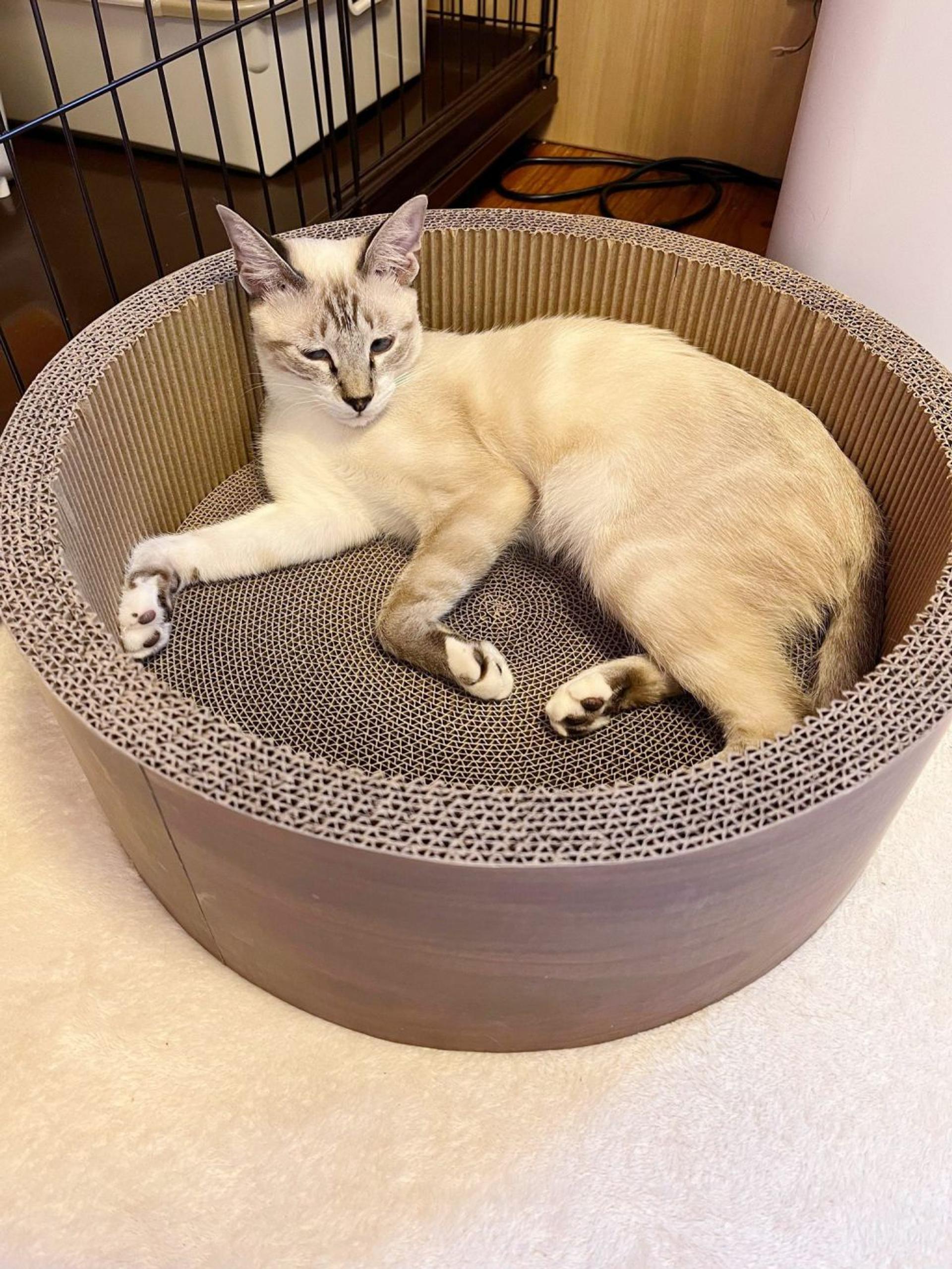 pet-image-3