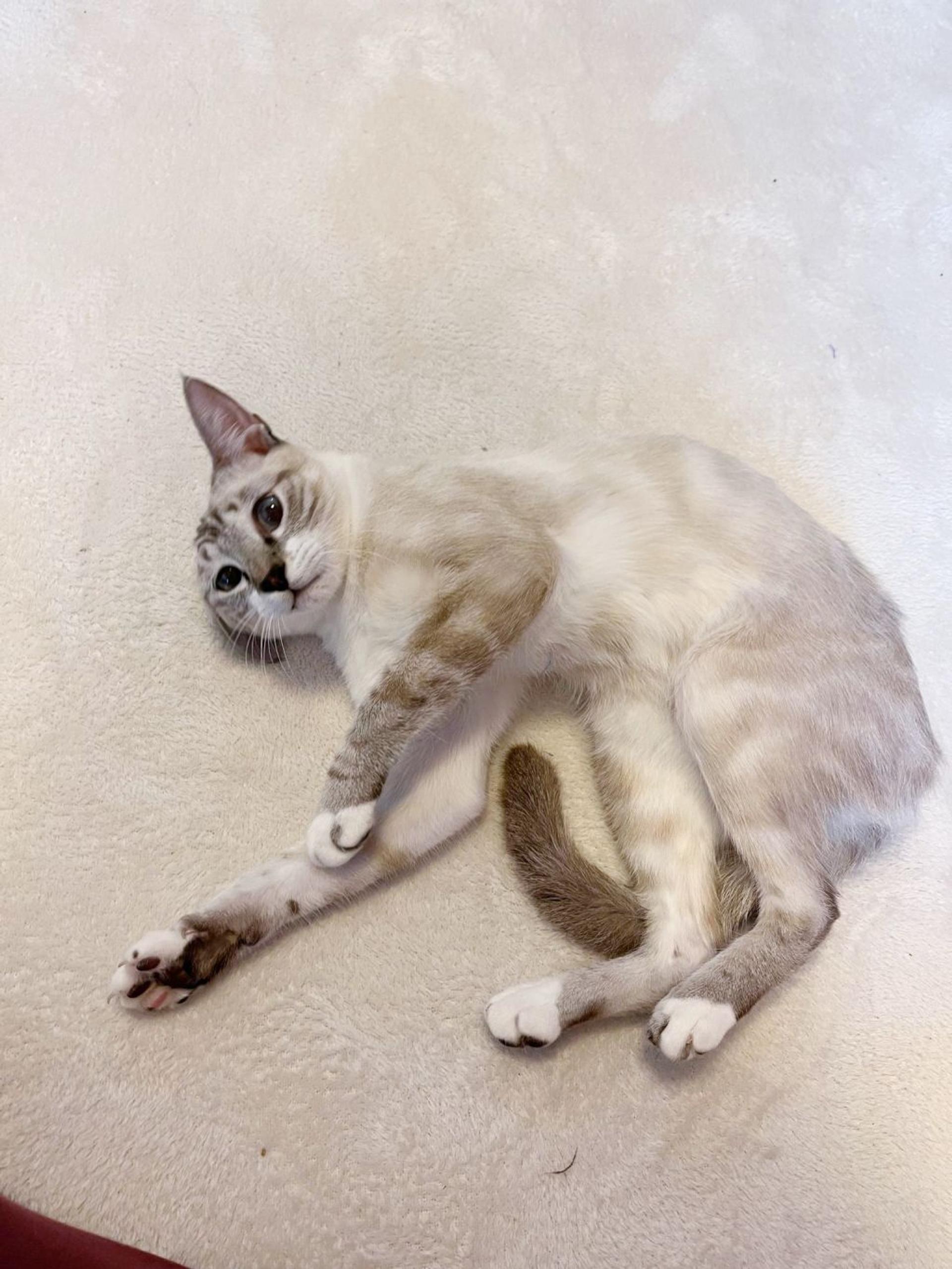 pet-image-4