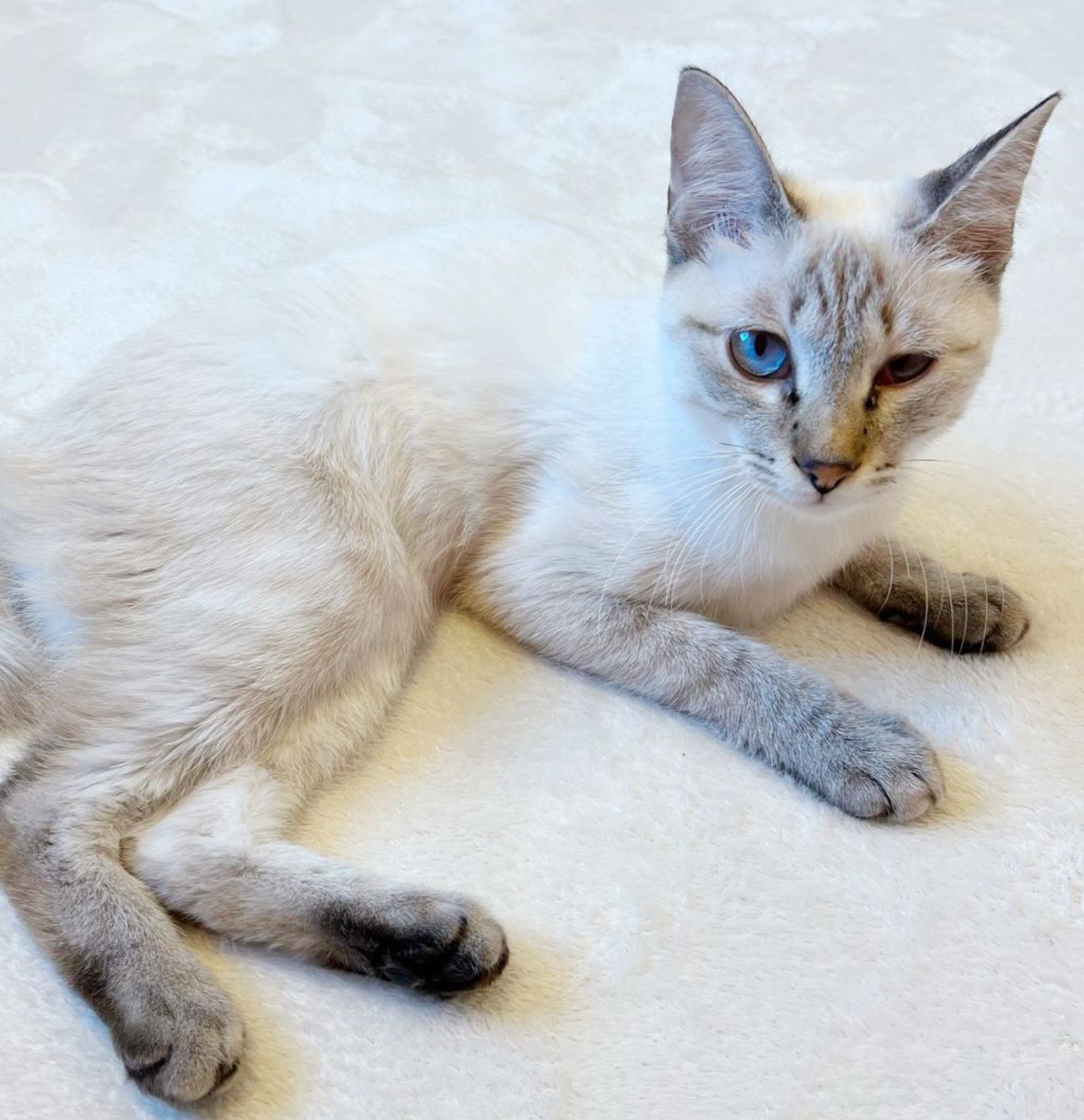 雑種（ミックス猫）・メスの里親募集の写真