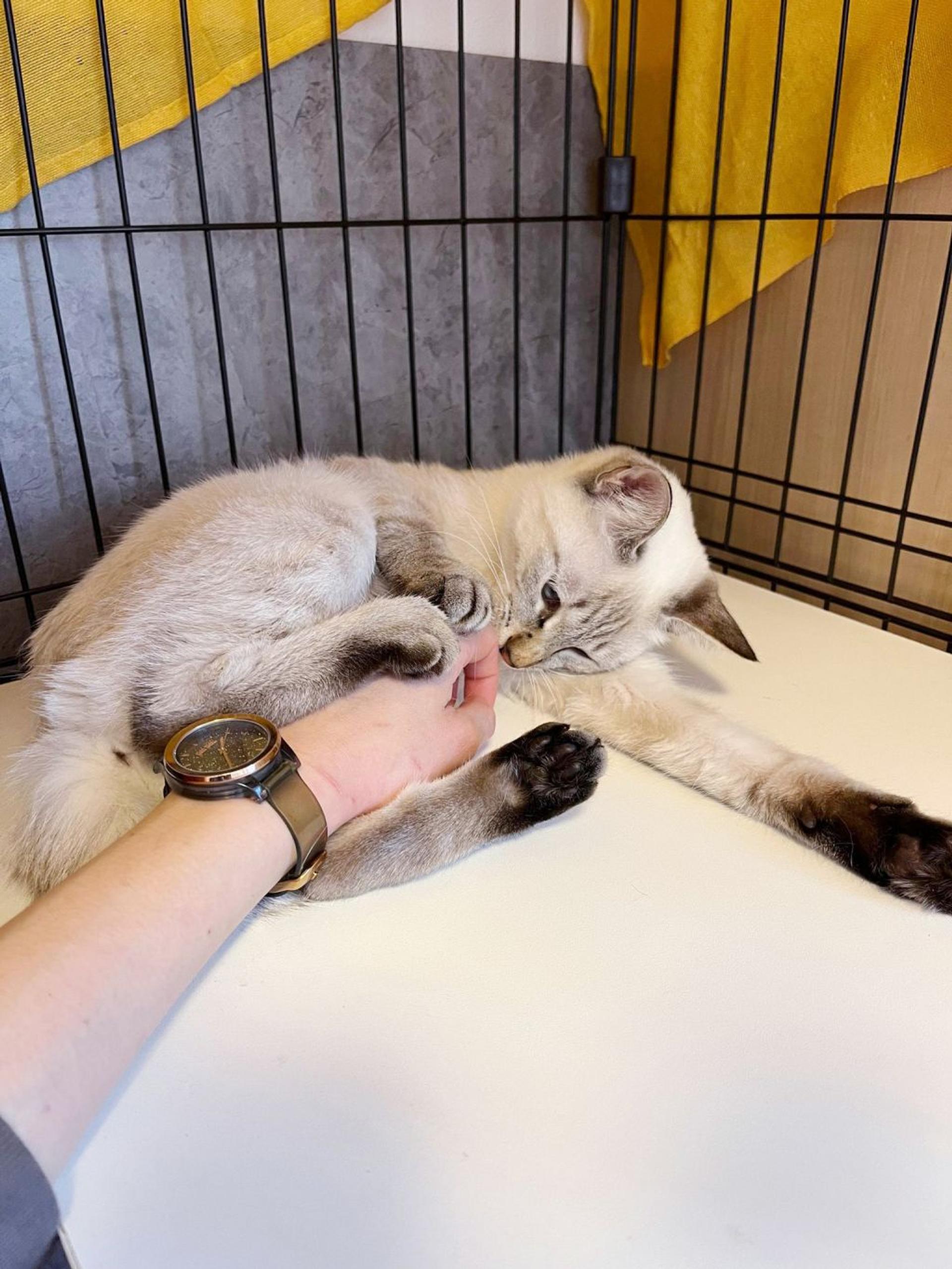 pet-image-4