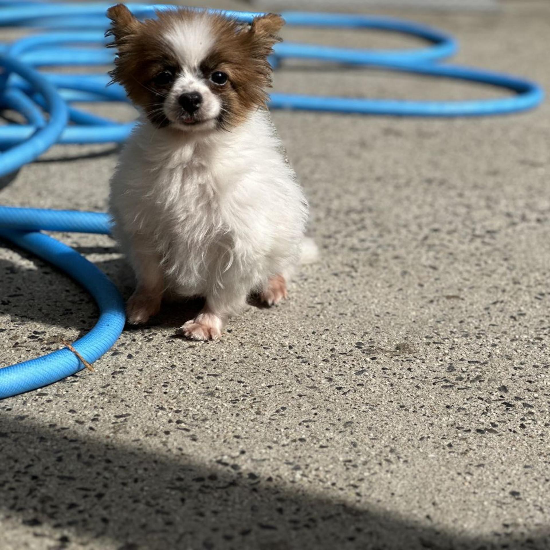 pet-image-2