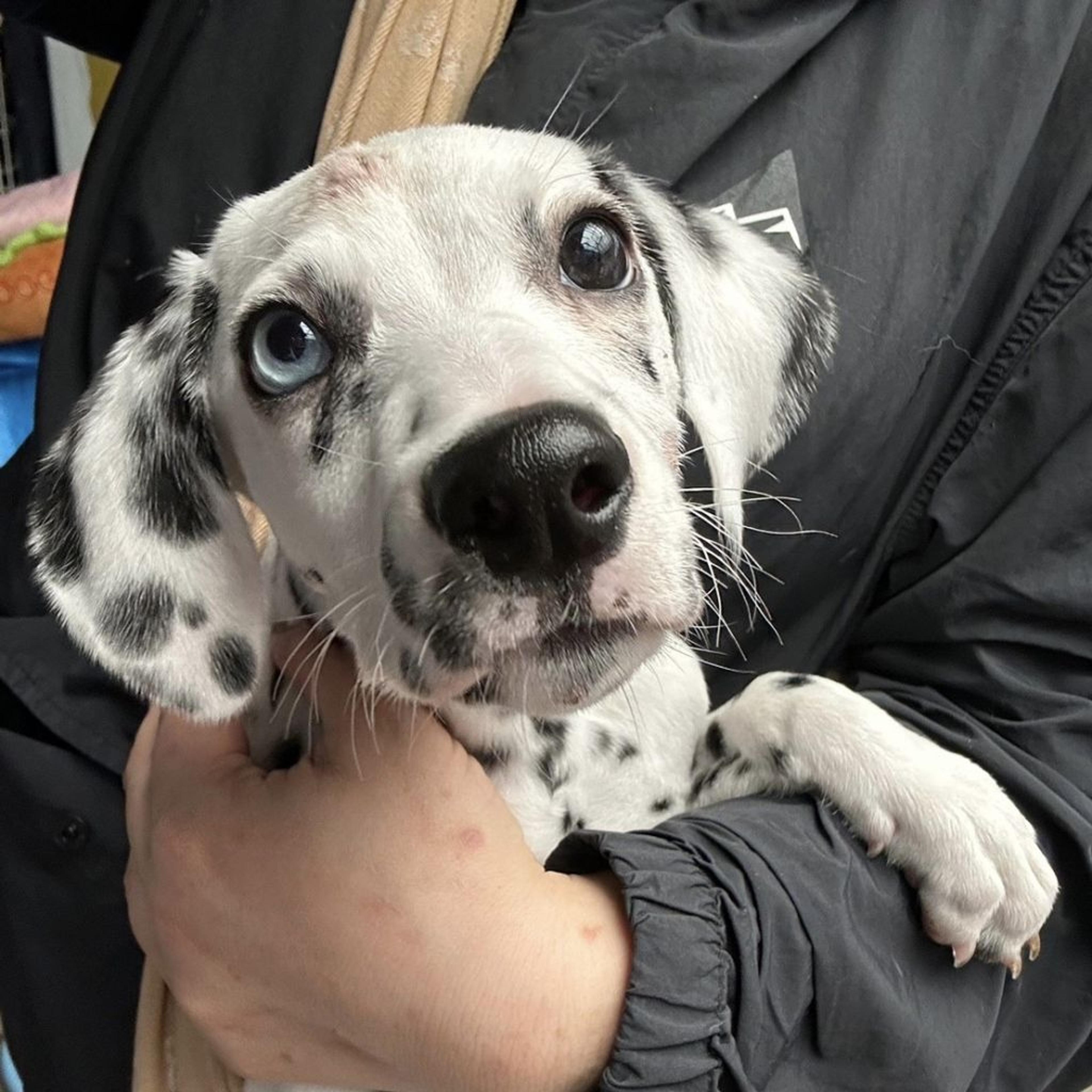 pet-image-2