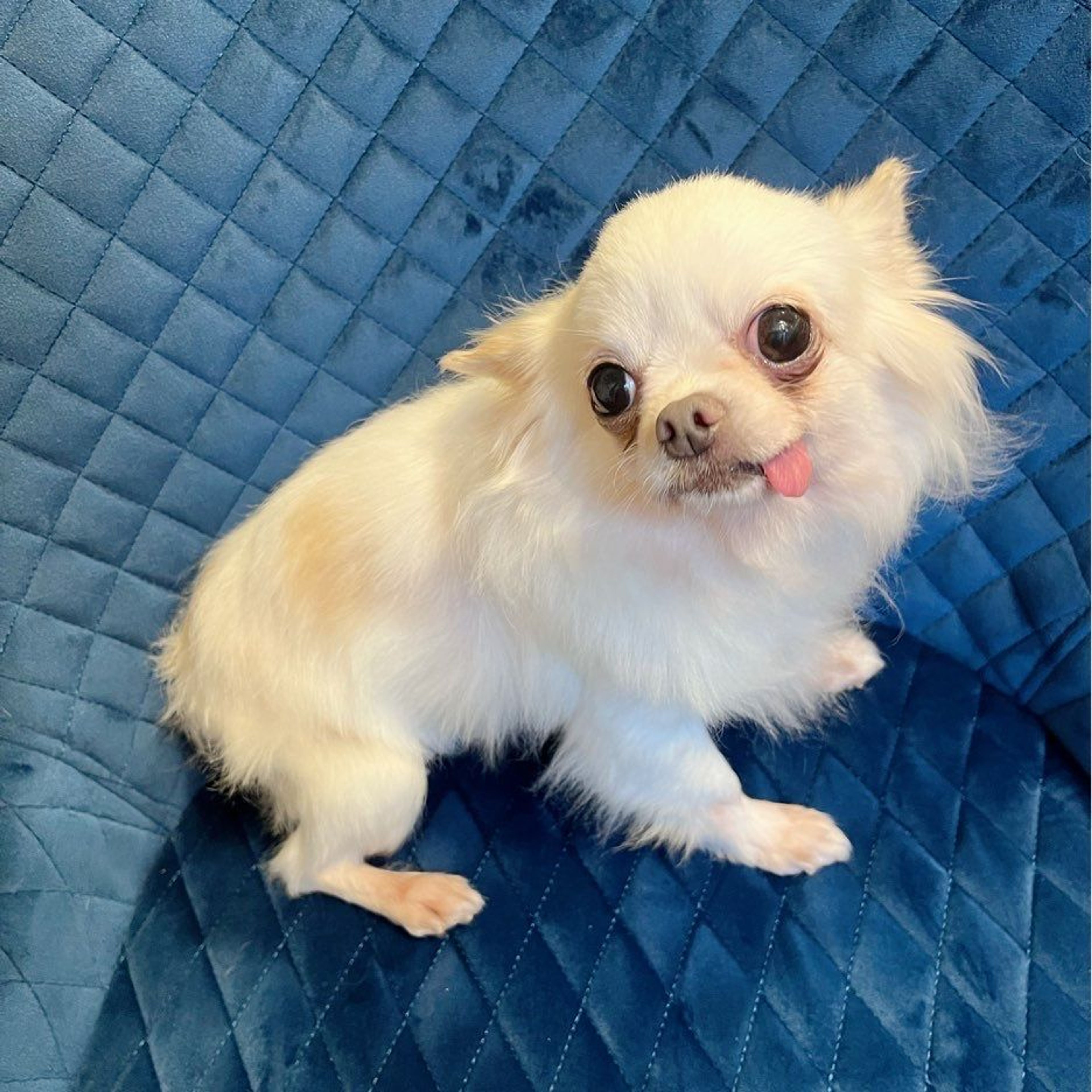 pet-image-2