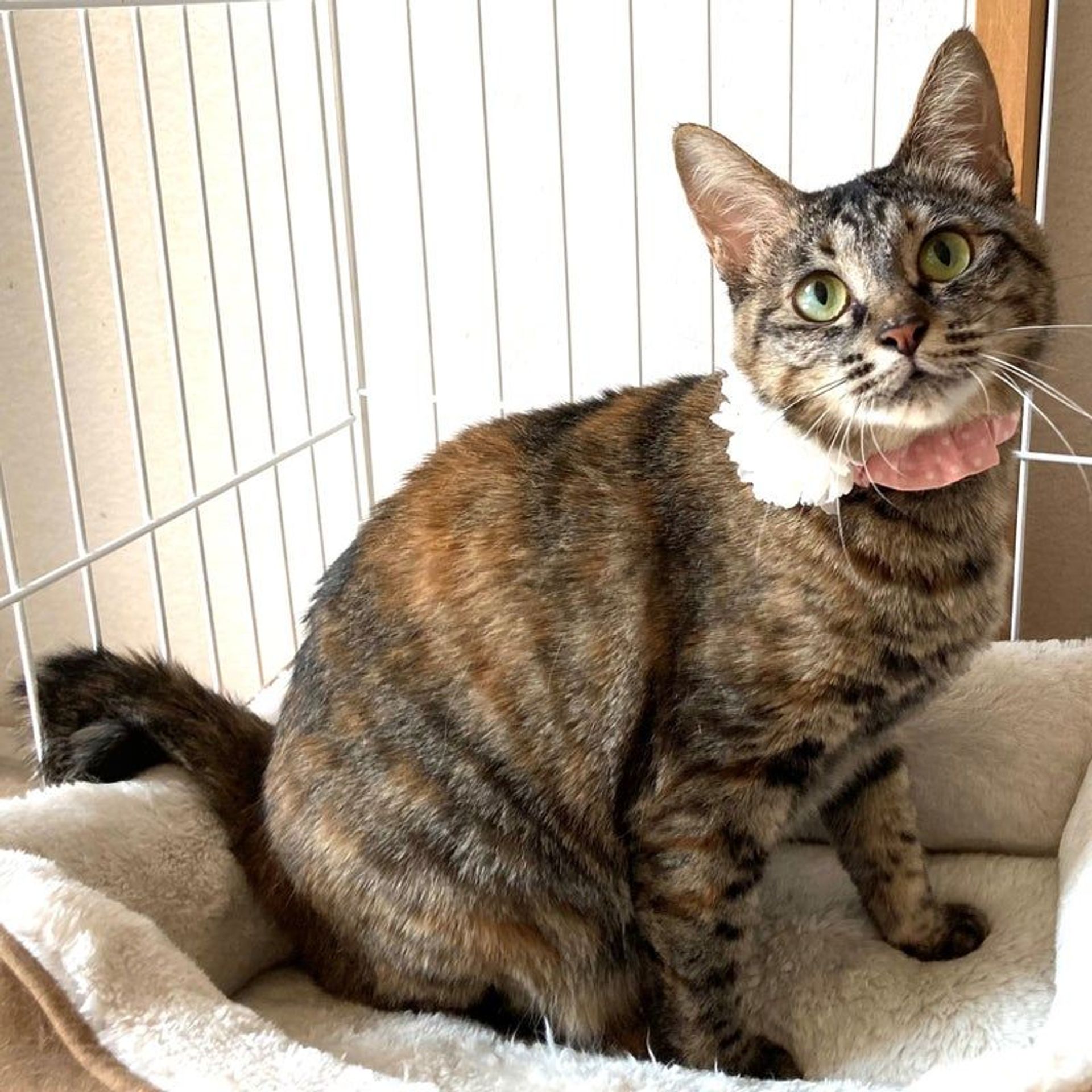 雑種（ミックス猫）・メスの里親募集の写真