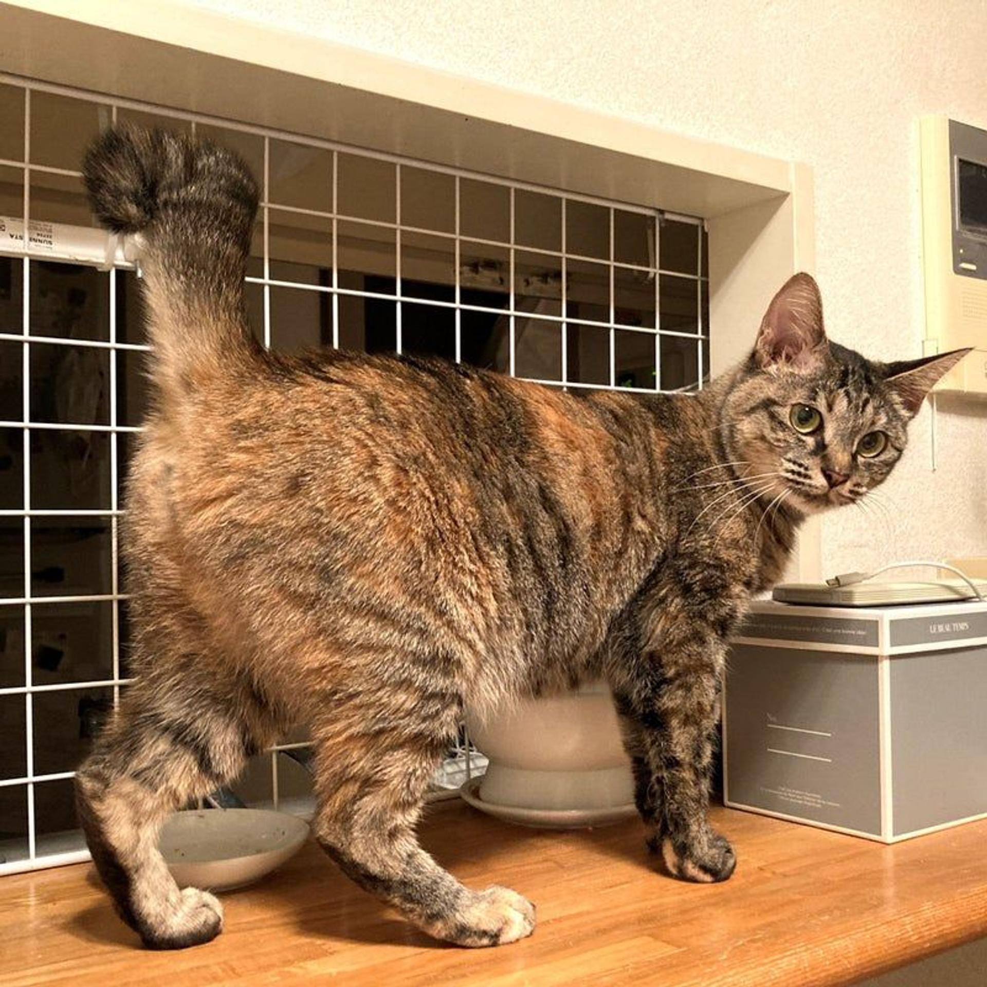 pet-image-2