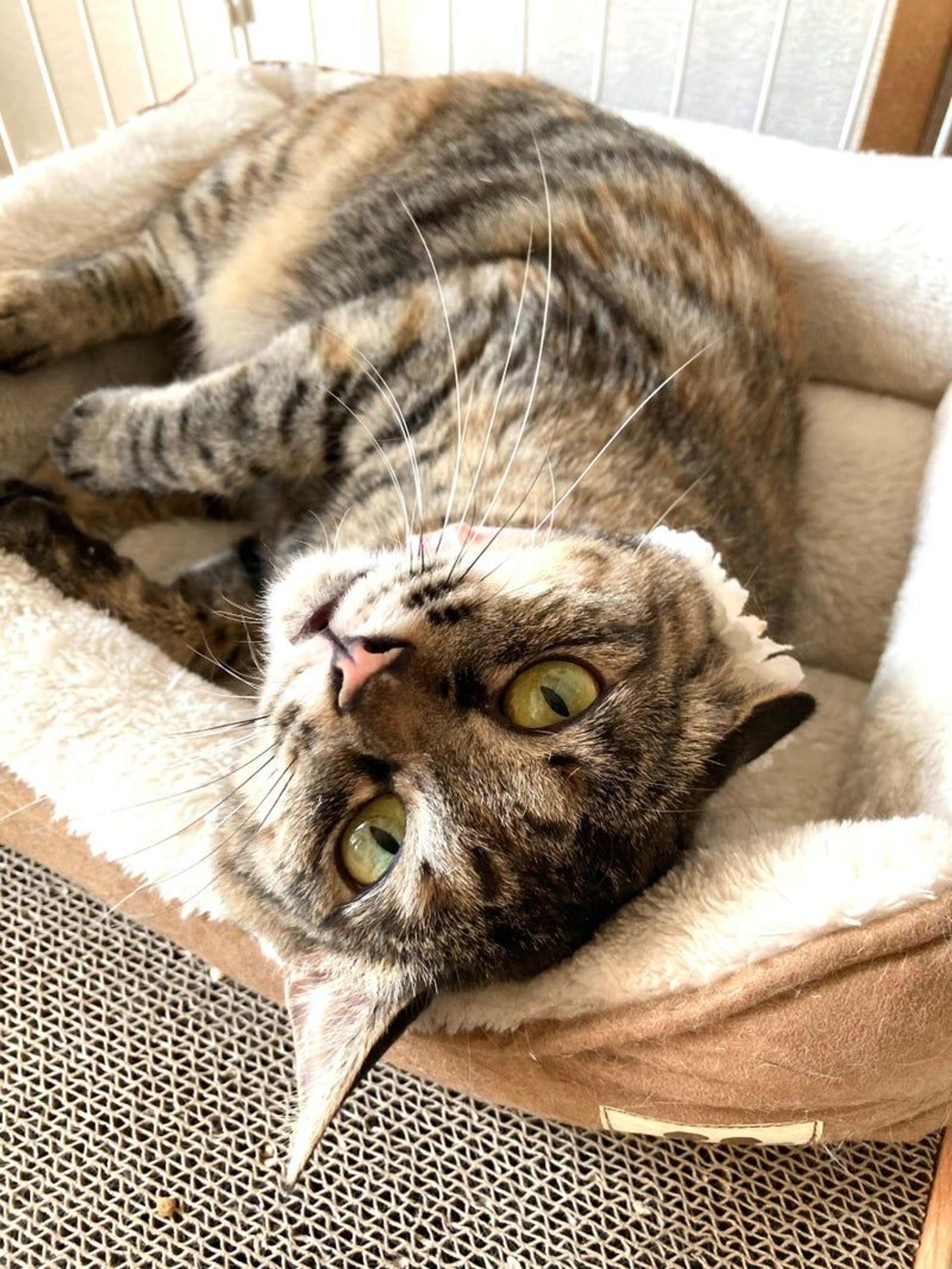 pet-image-3