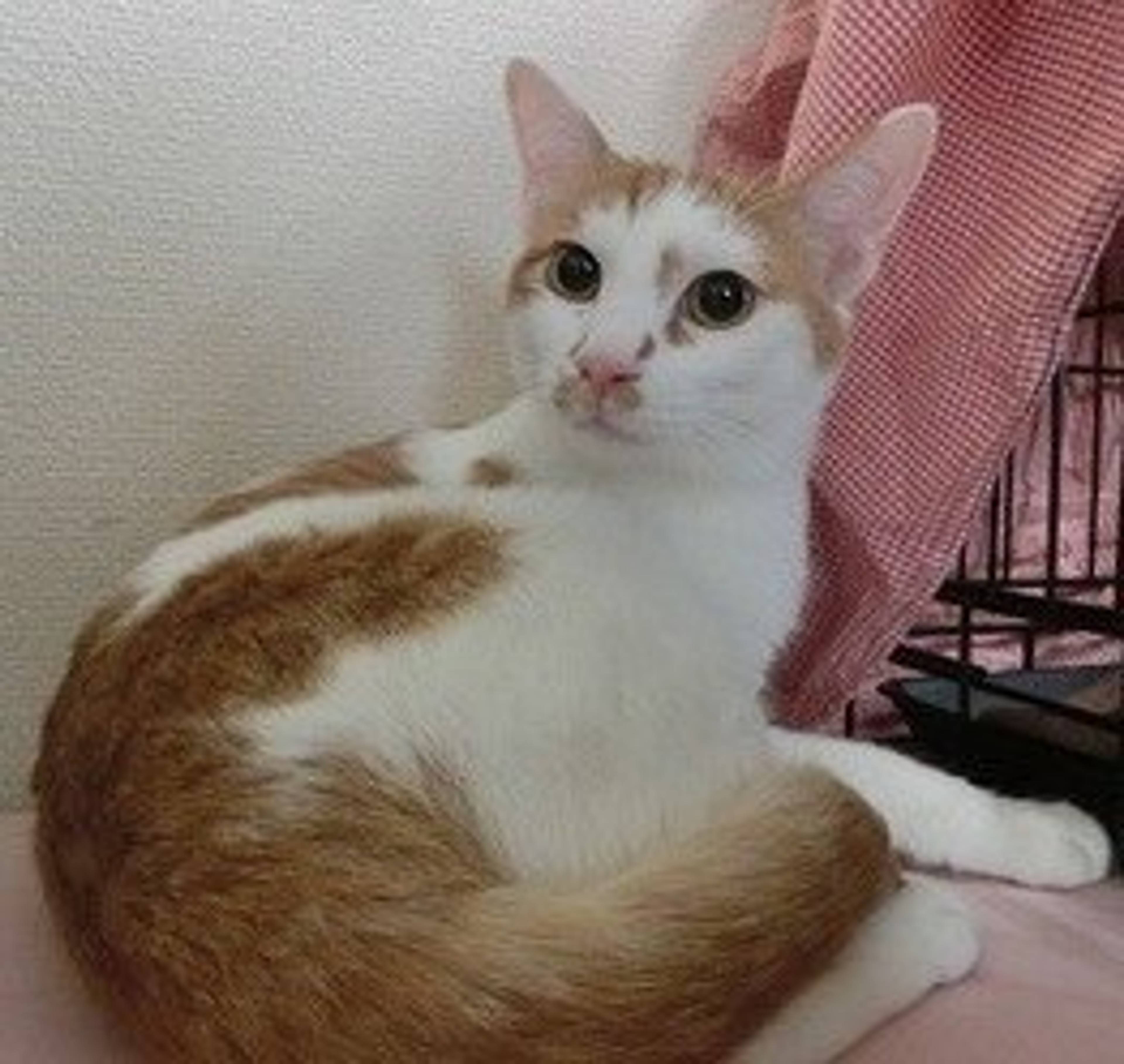 雑種（ミックス猫）・オスの里親募集の写真