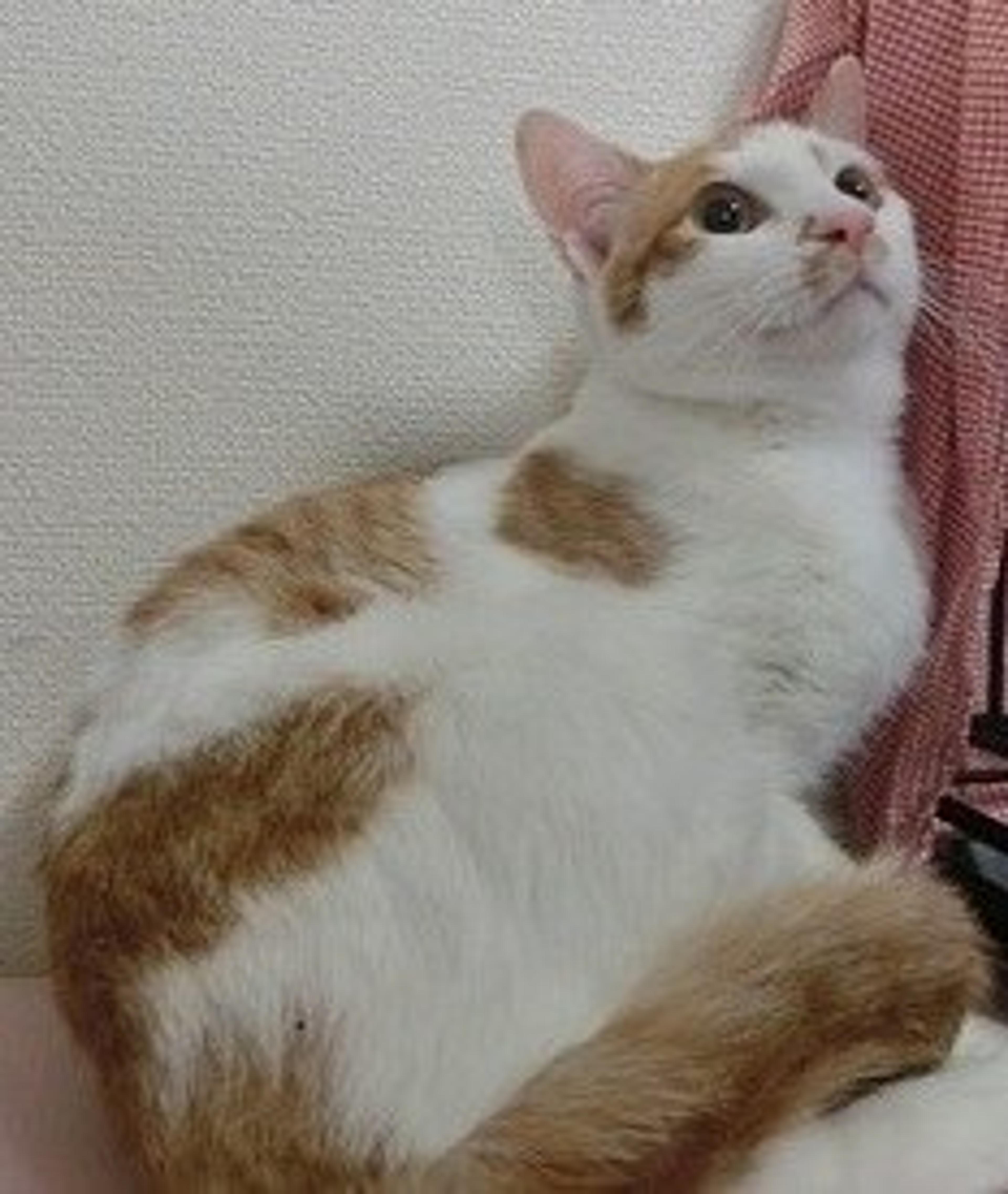 pet-image-2
