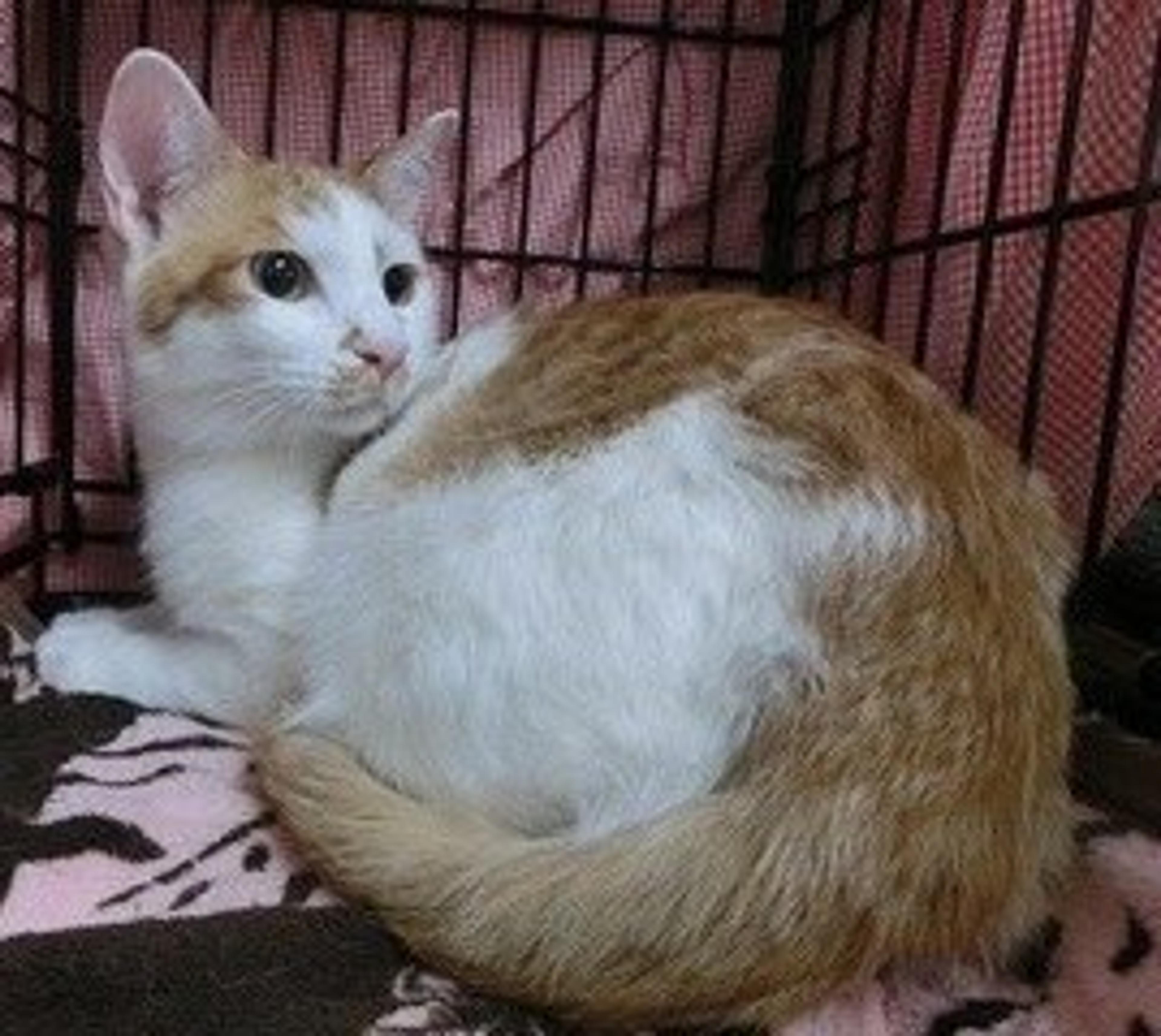 pet-image-3