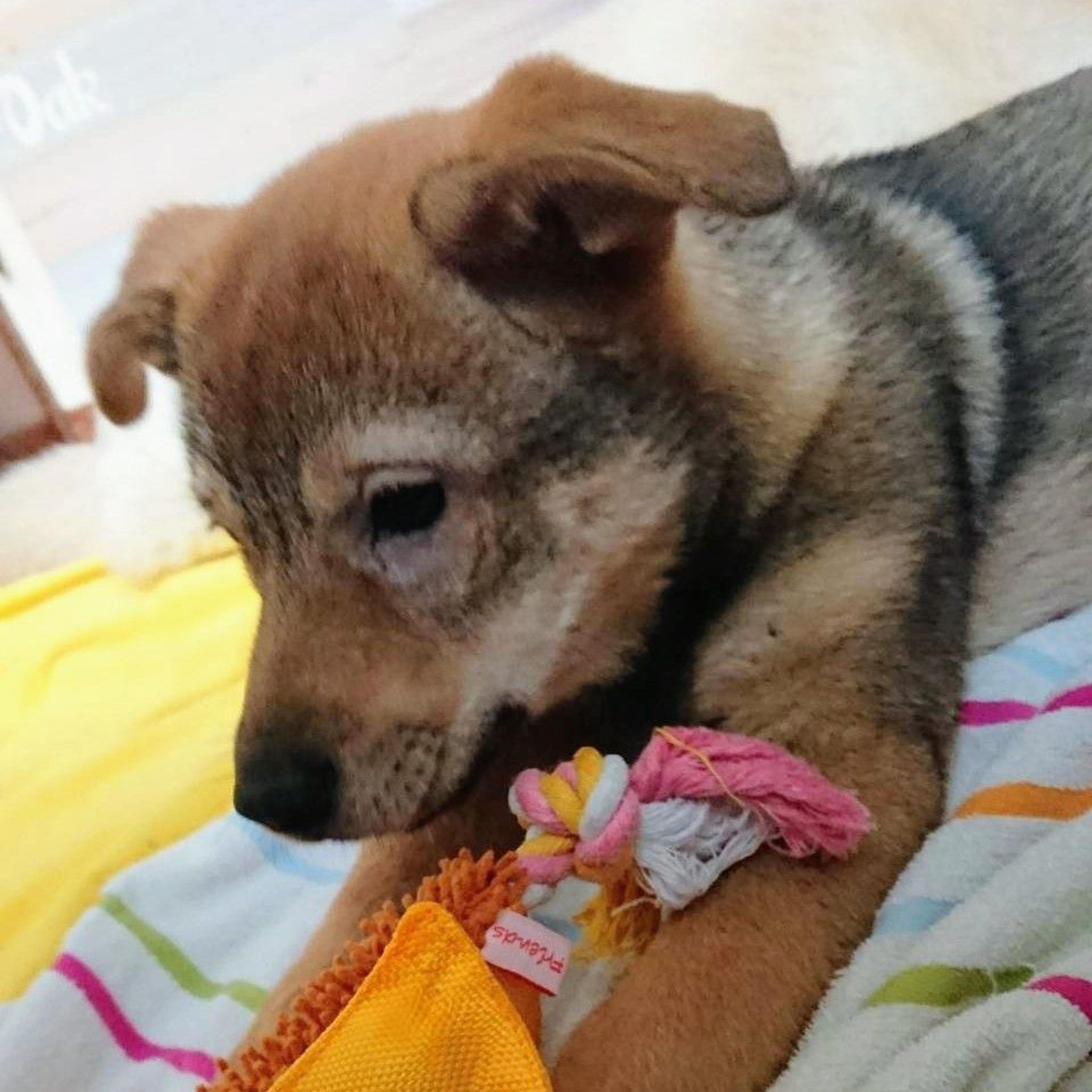 pet-image-3