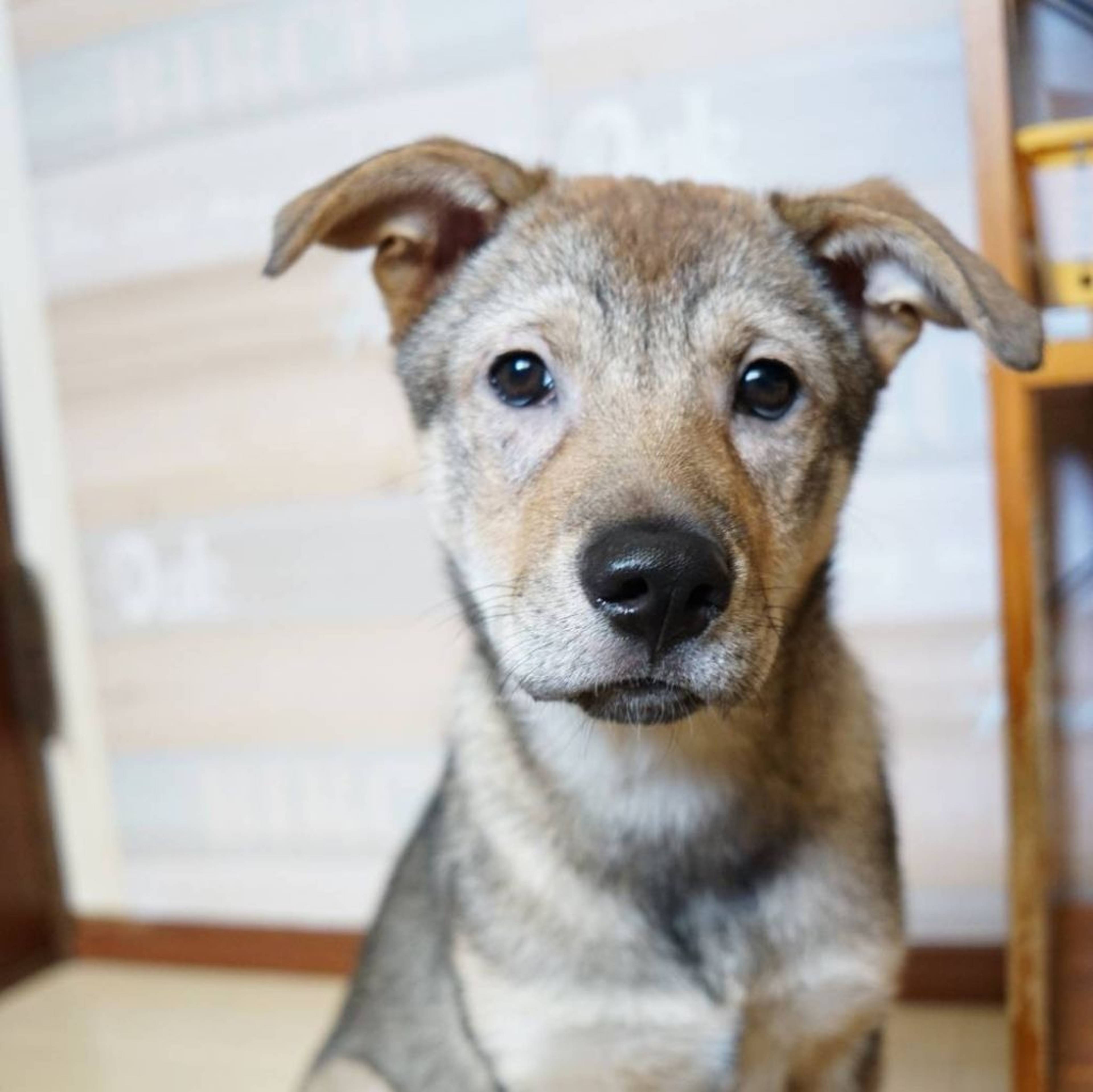 雑種（ミックス犬）・メスの里親募集の写真
