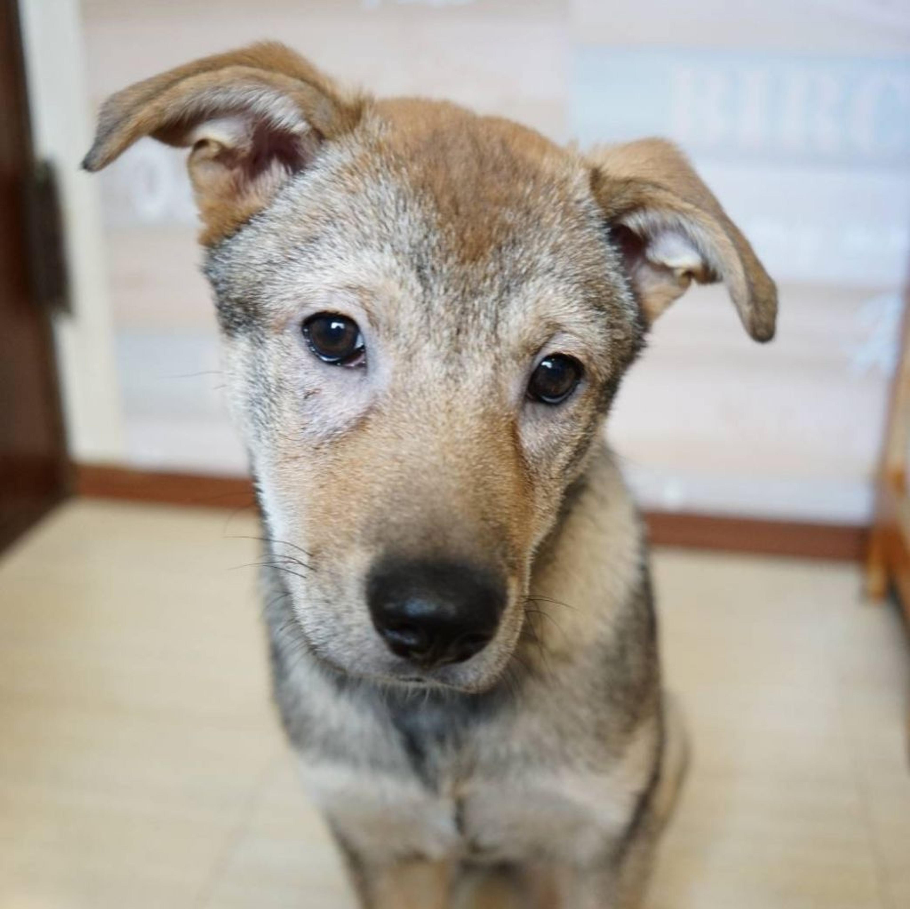 pet-image-2