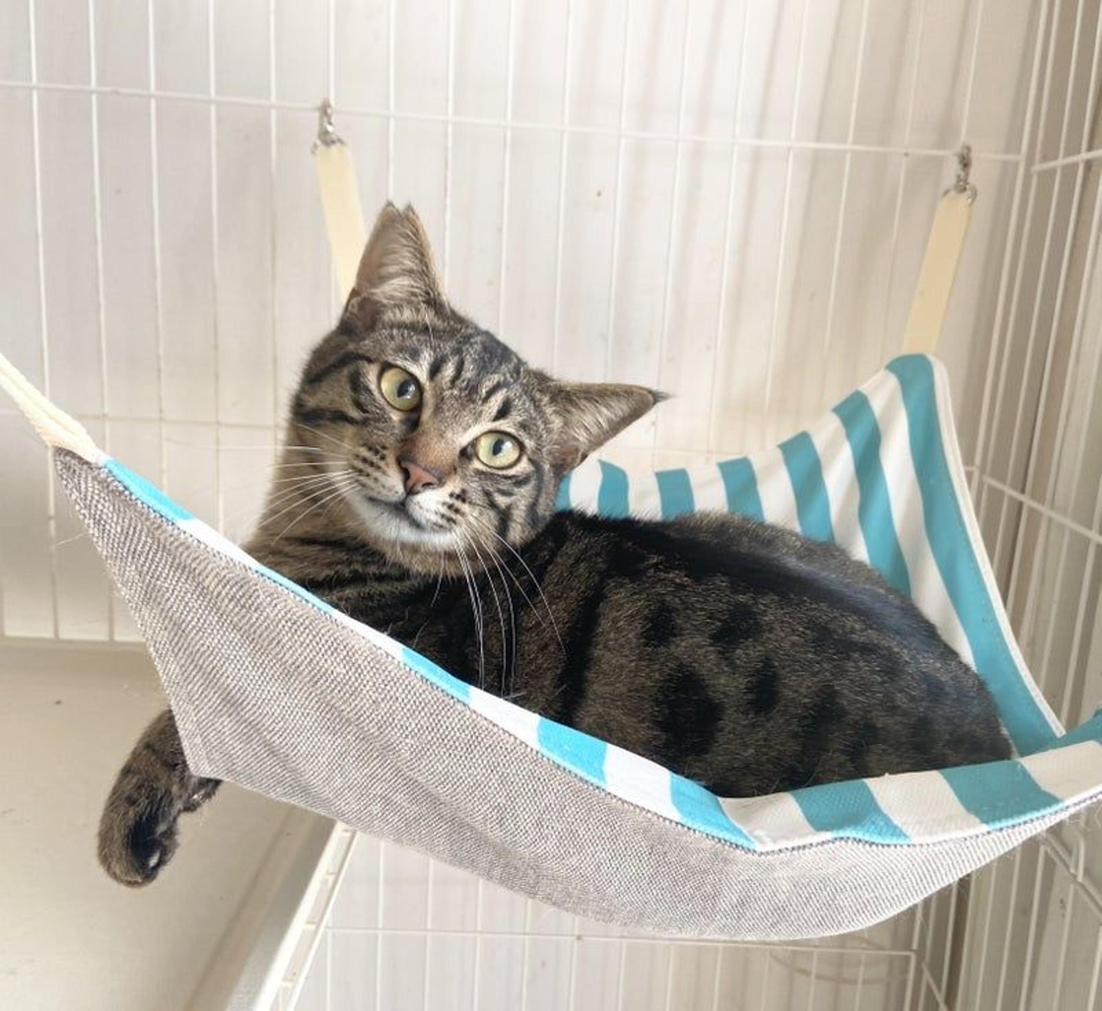 pet-image-2