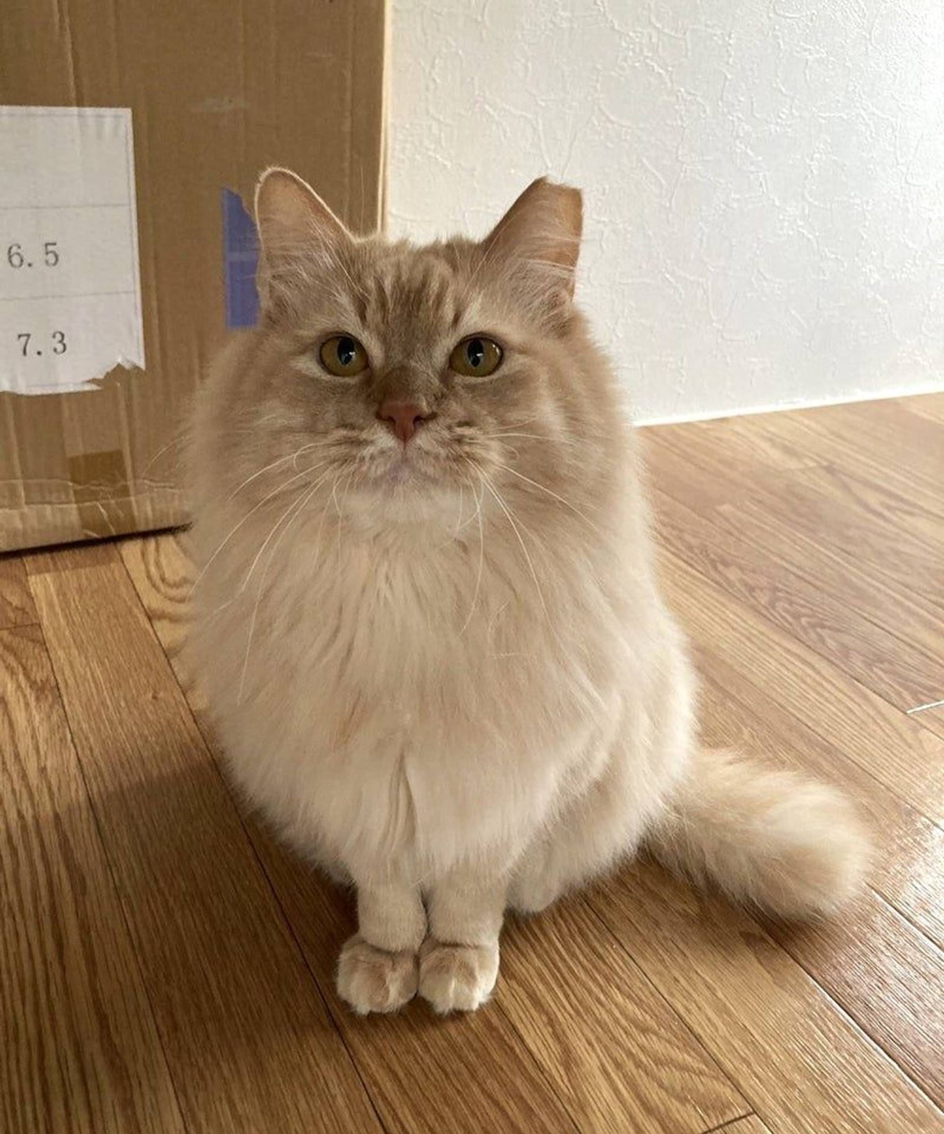 雑種（ミックス猫）・オスの里親募集の写真