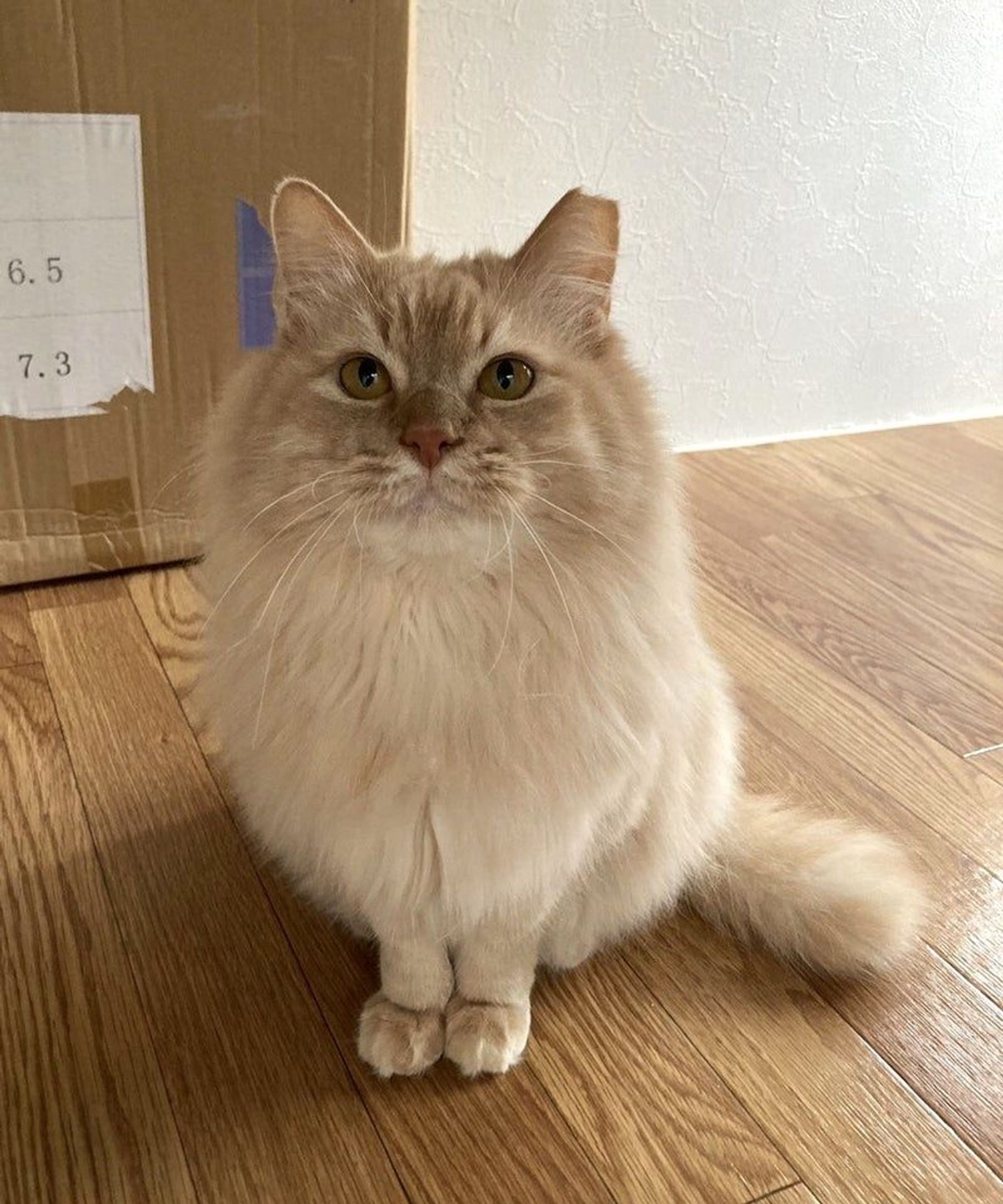雑種（ミックス猫）・オスの里親募集の写真
