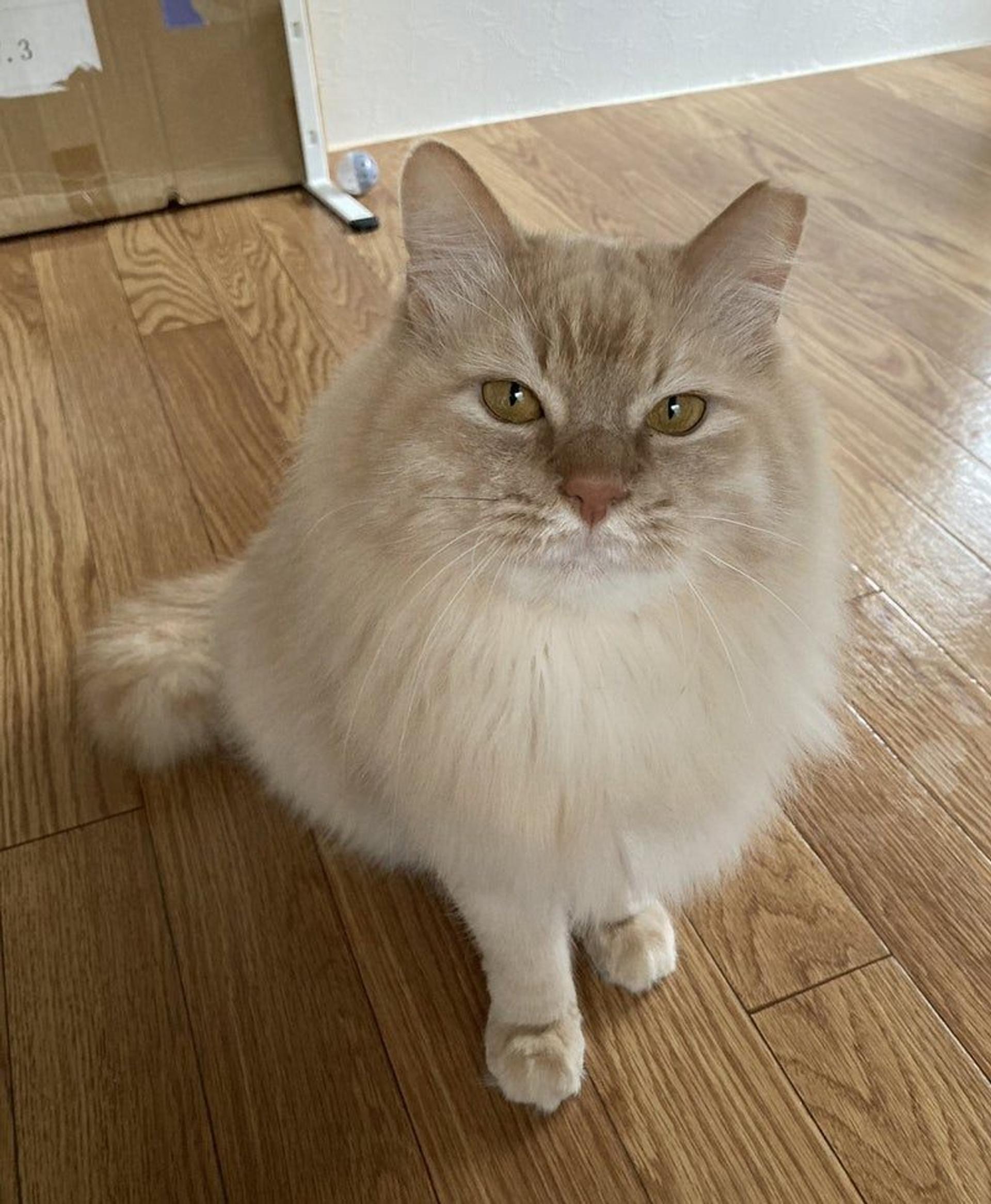 pet-image-2