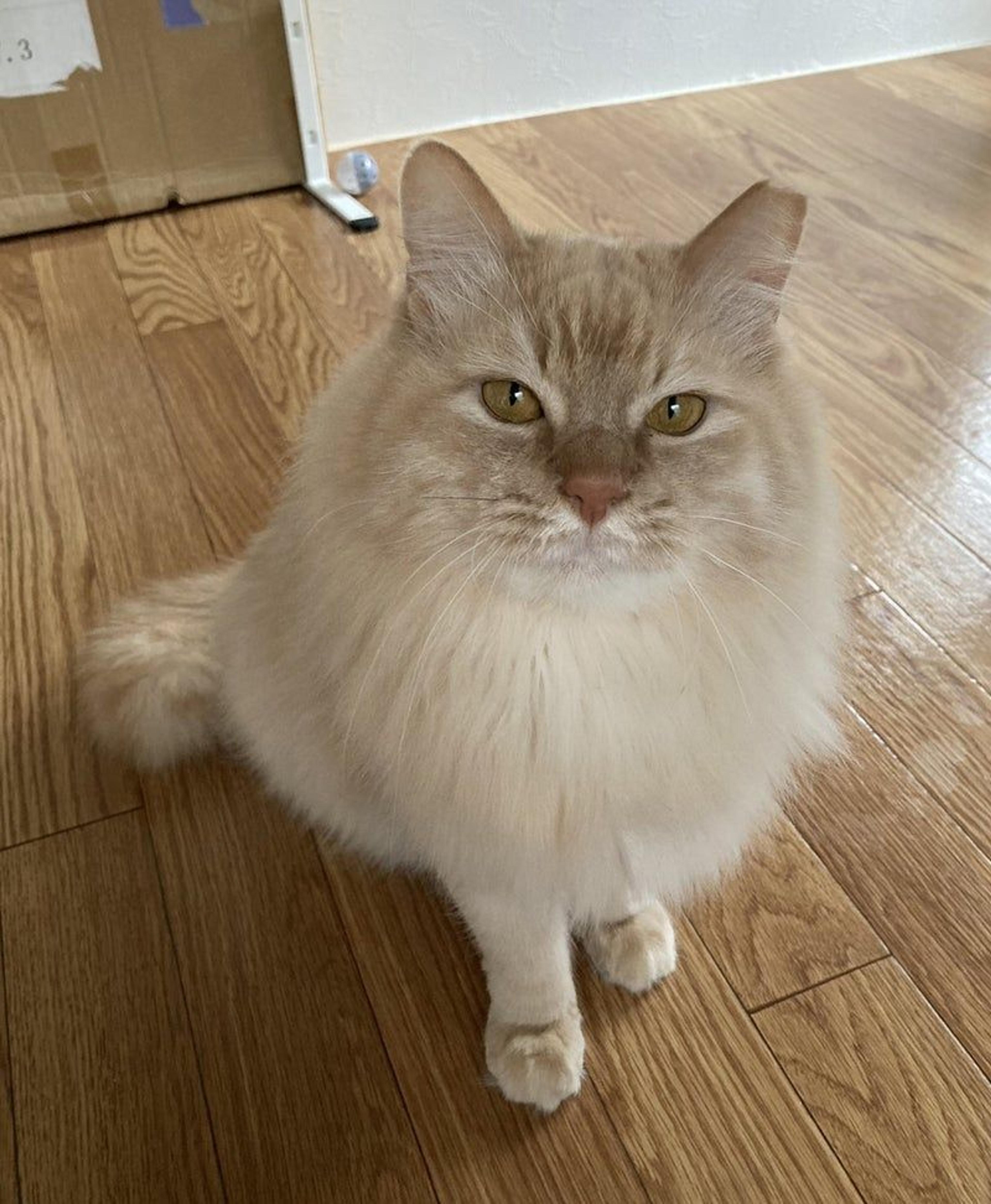 pet-image-2