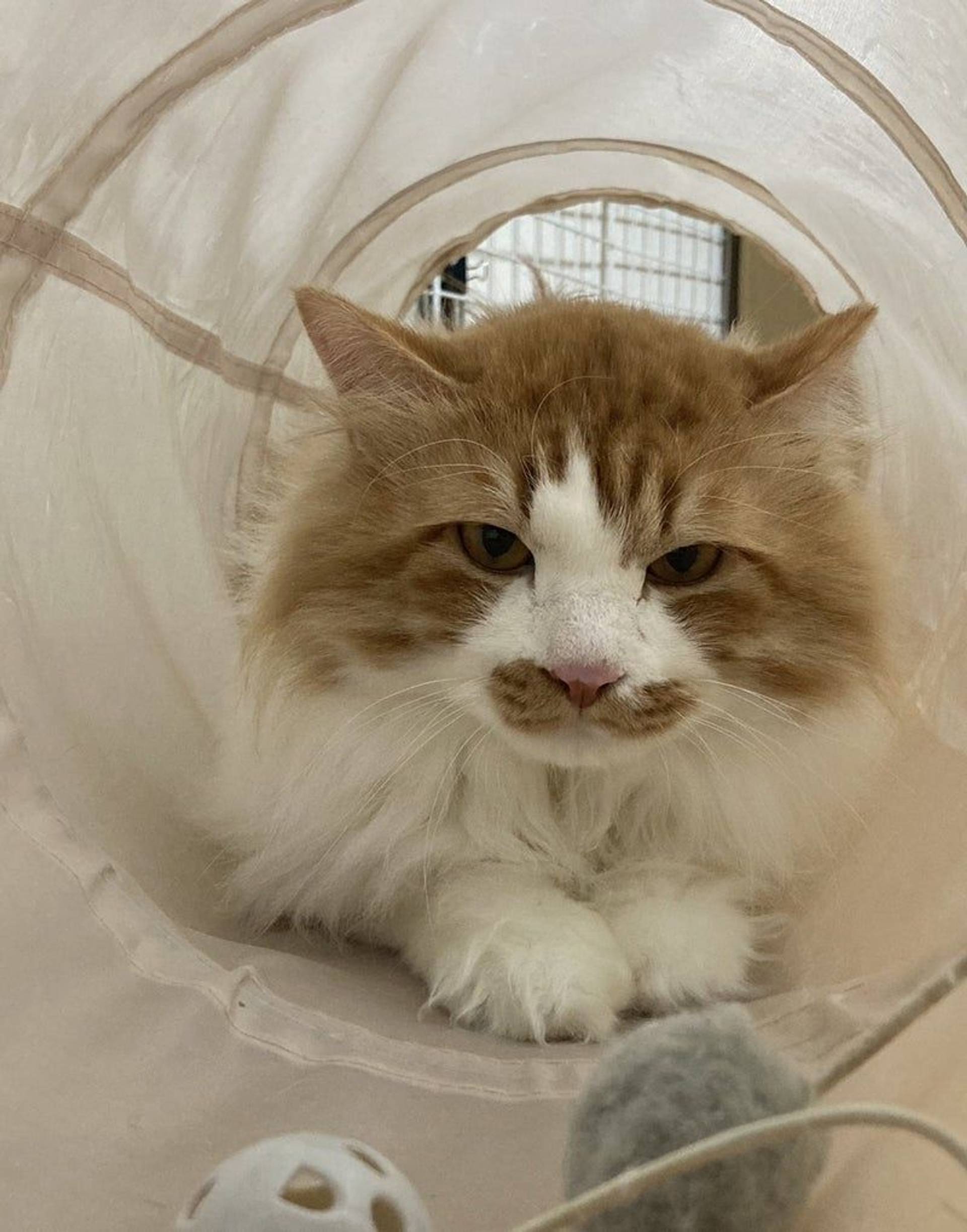 雑種（ミックス猫）・オスの里親募集の写真