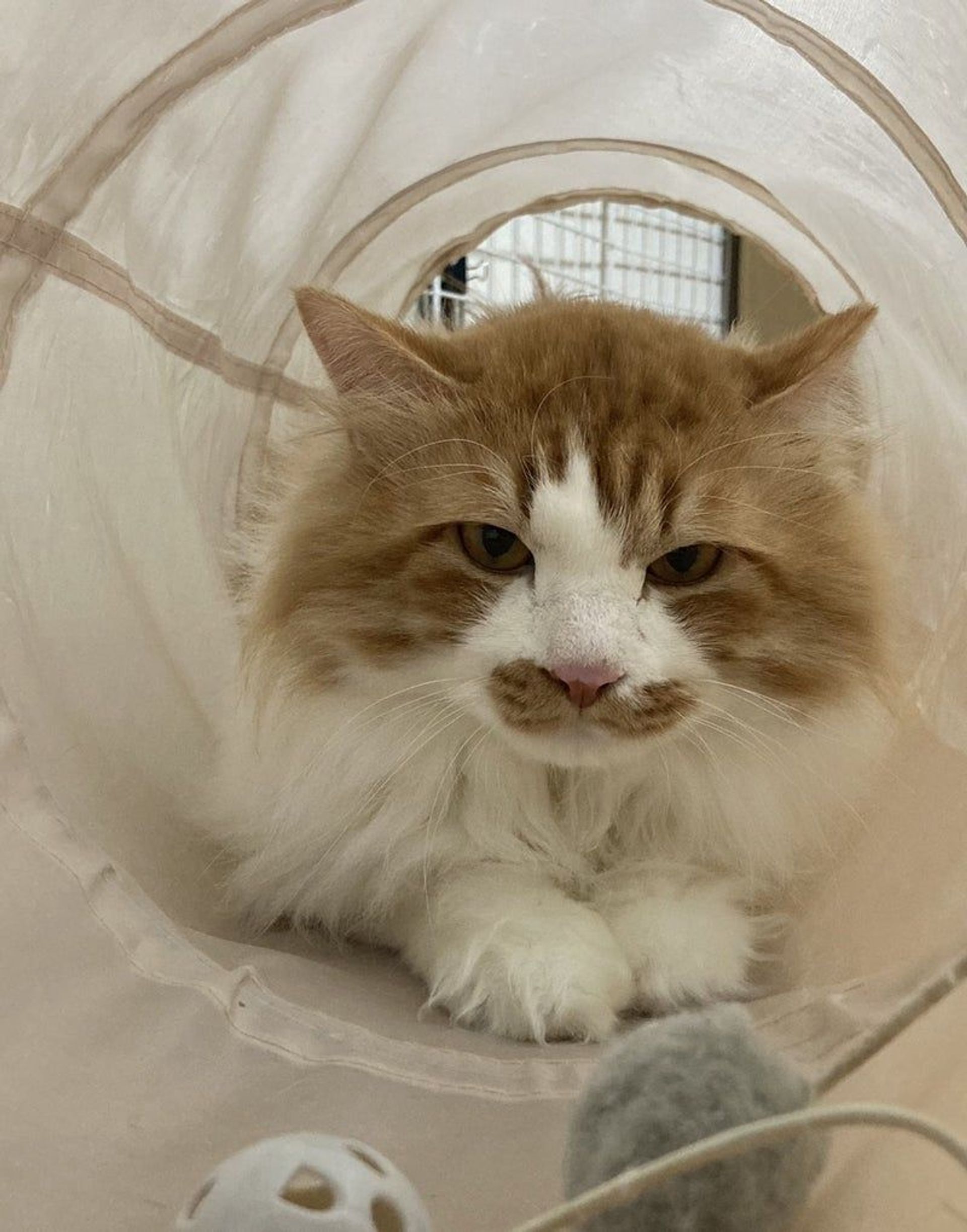雑種（ミックス猫）・オスの里親募集の写真