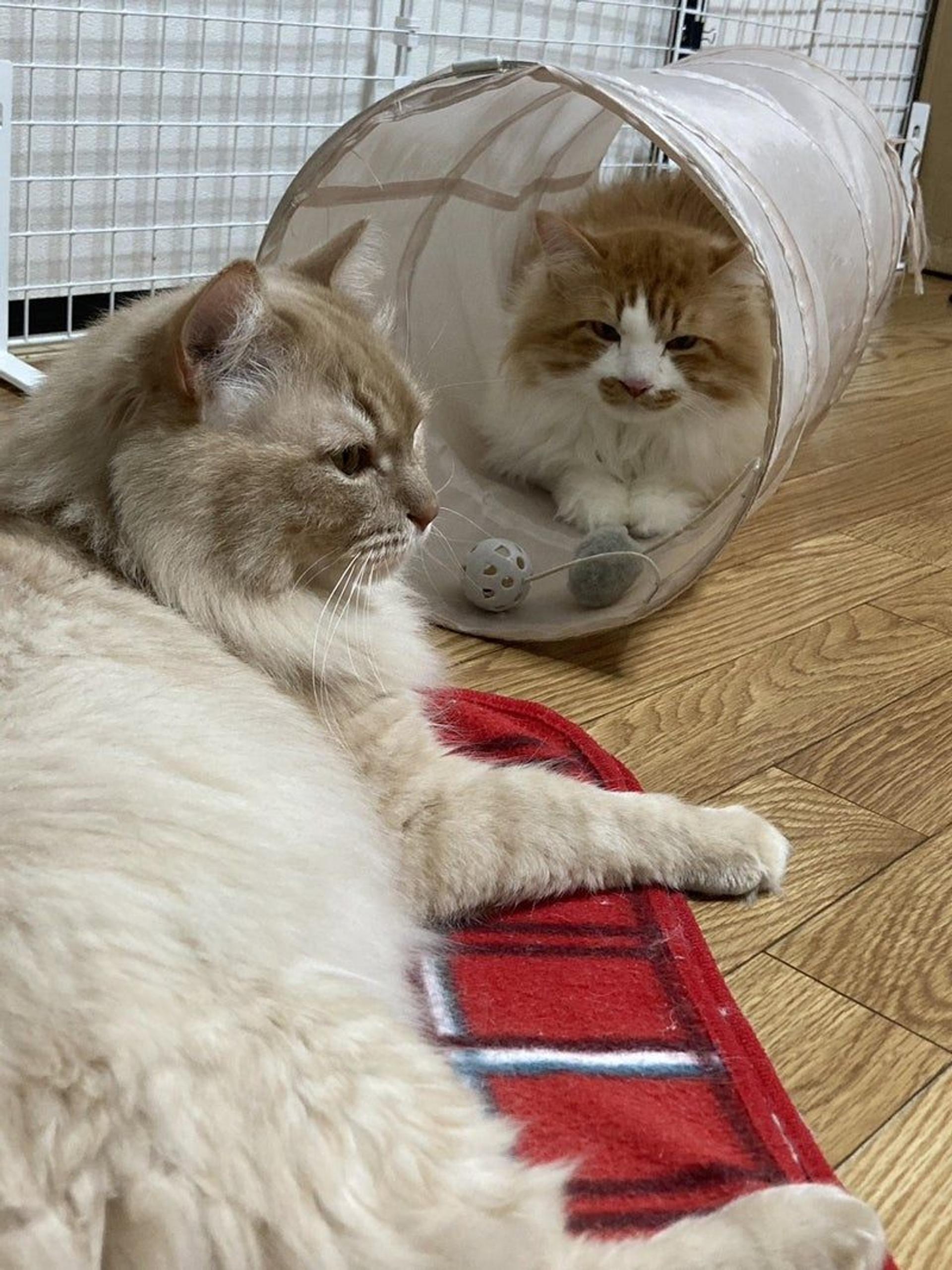 pet-image-3