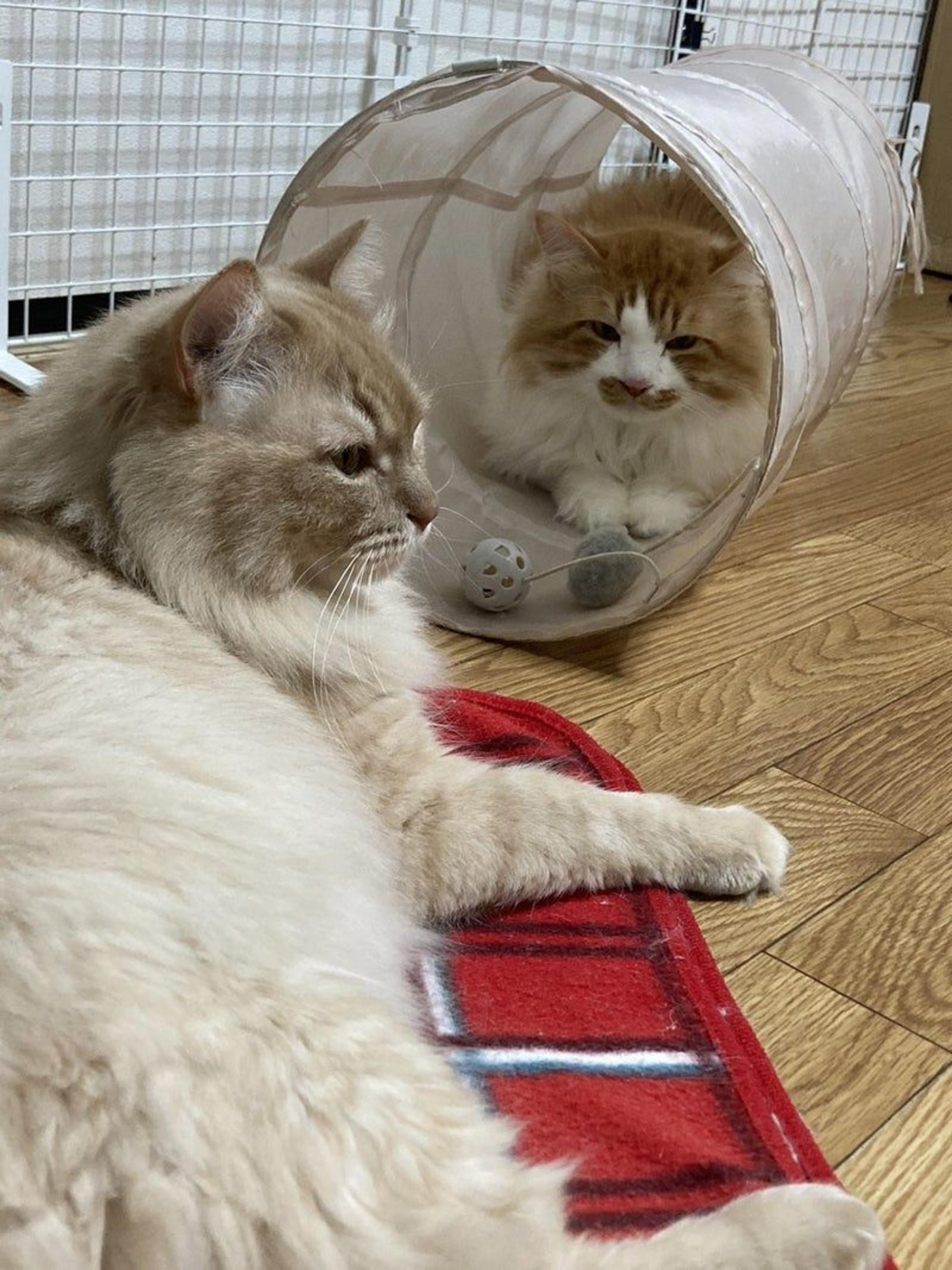 pet-image-3