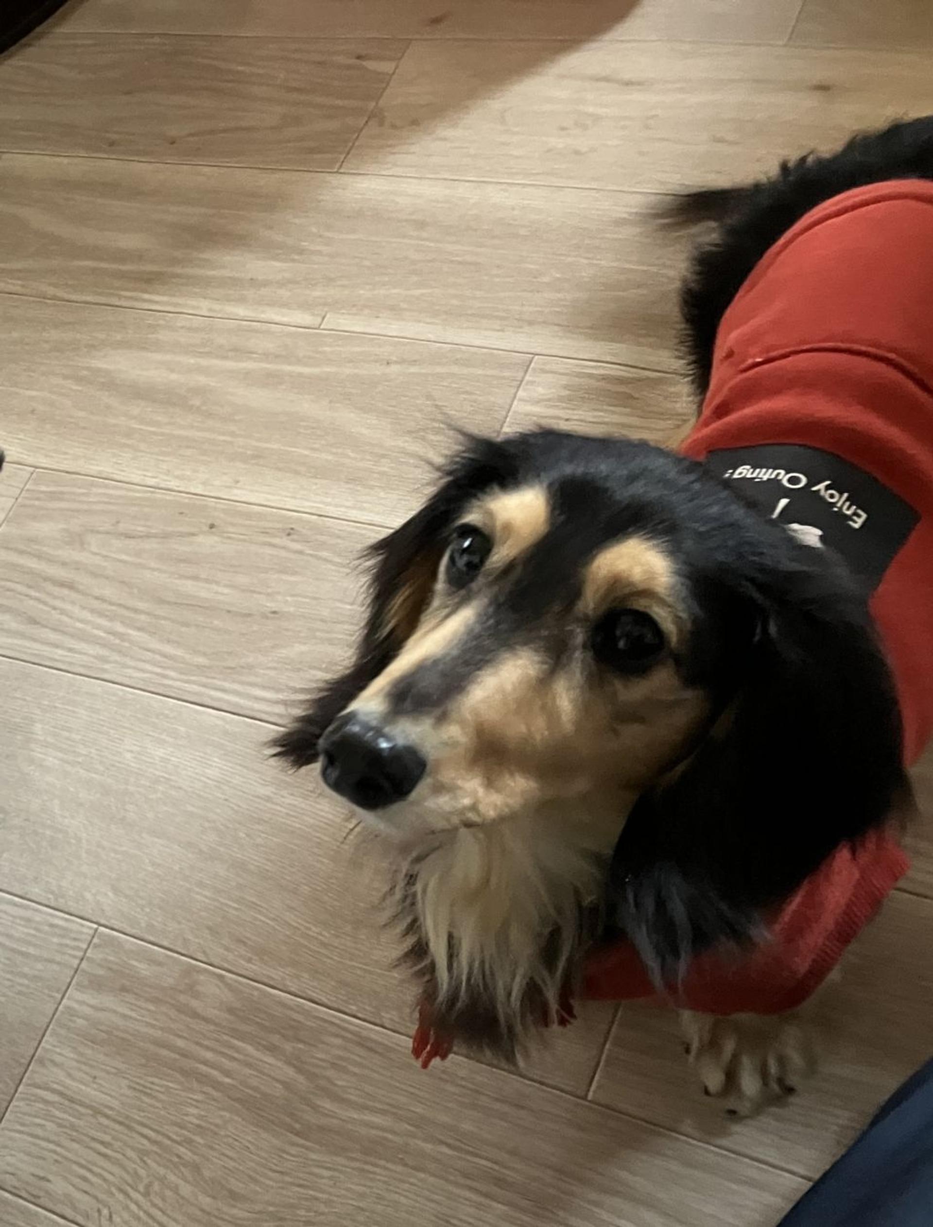 pet-image-2
