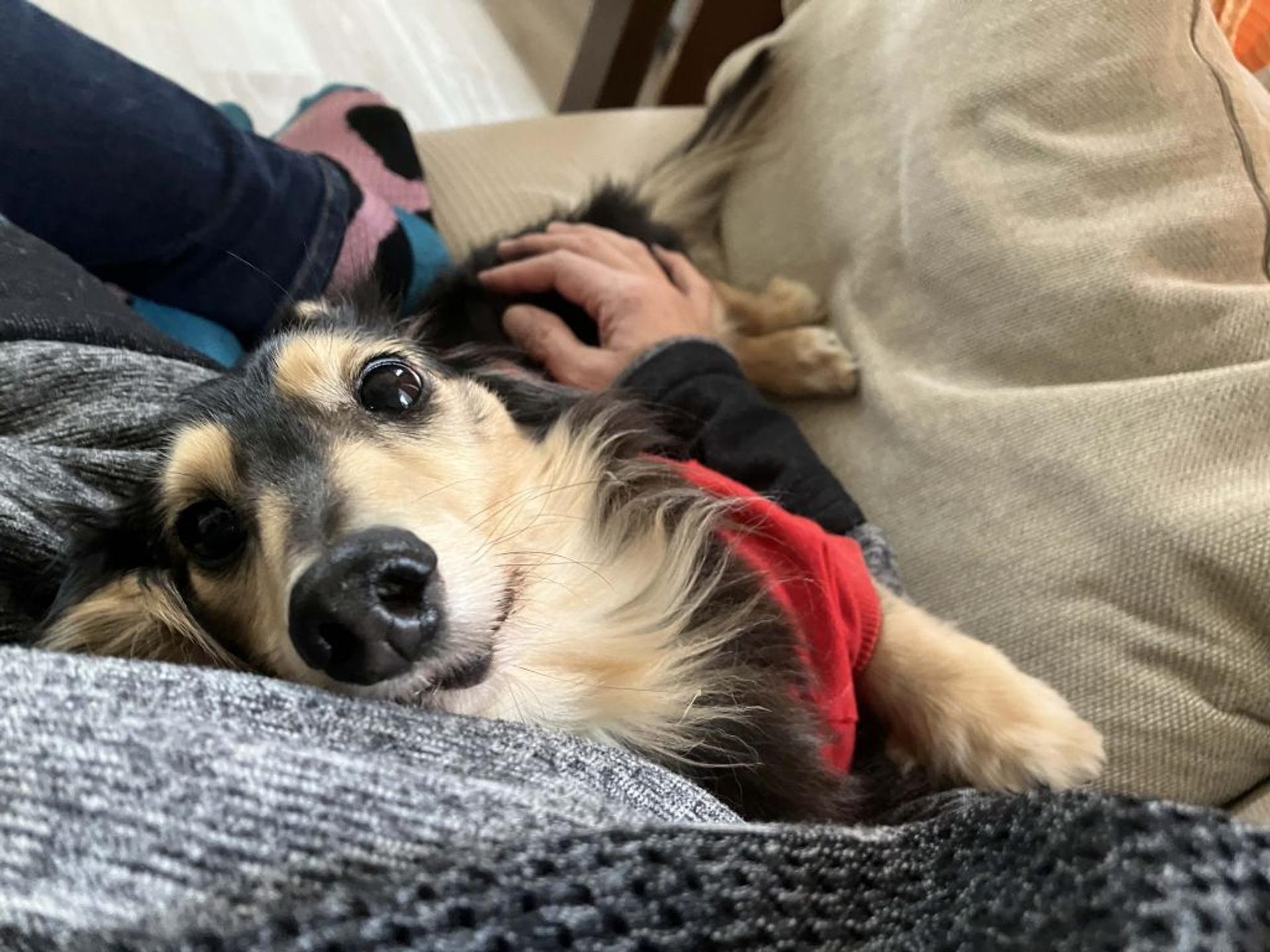 pet-image-3
