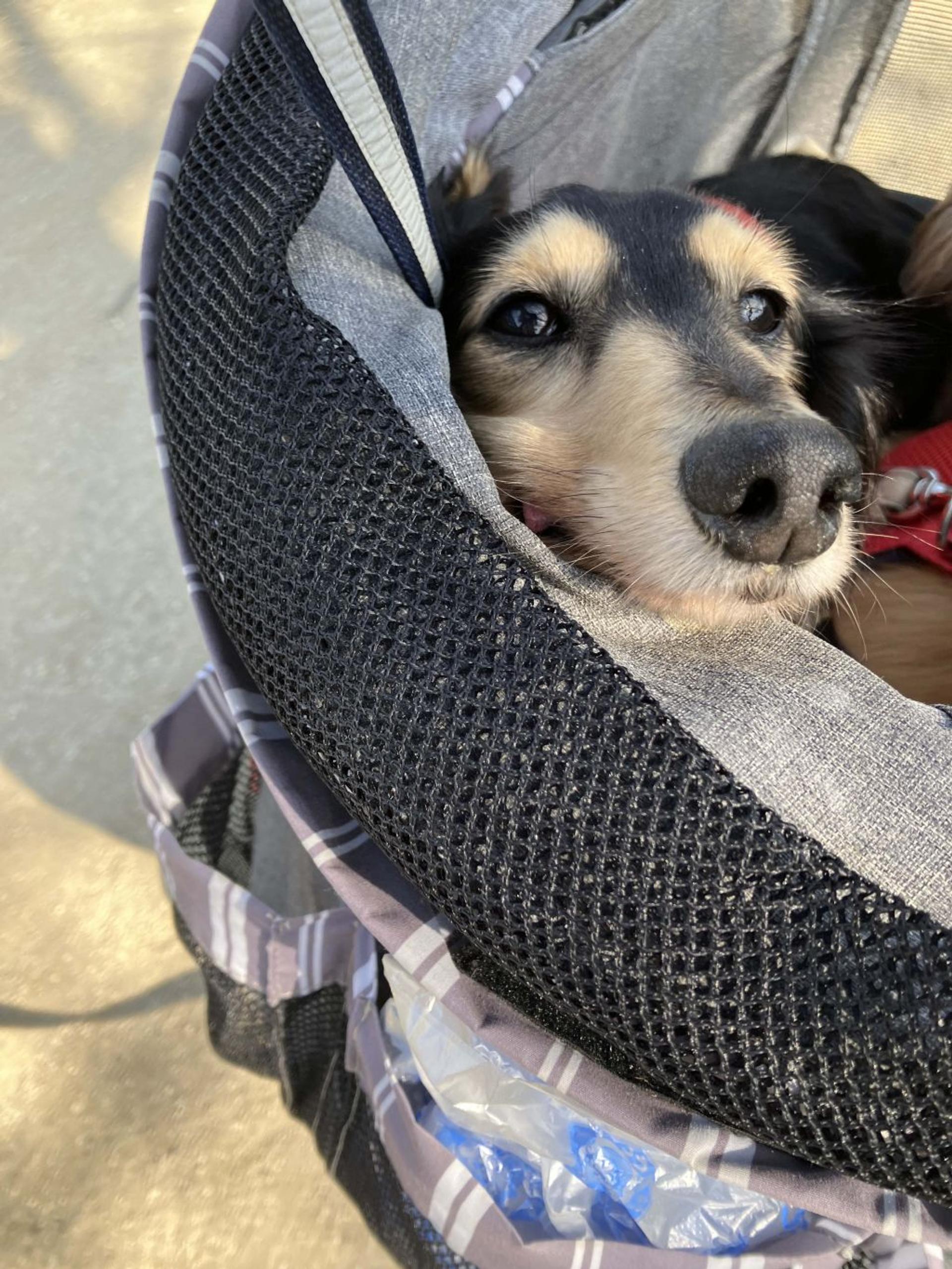 pet-image-4