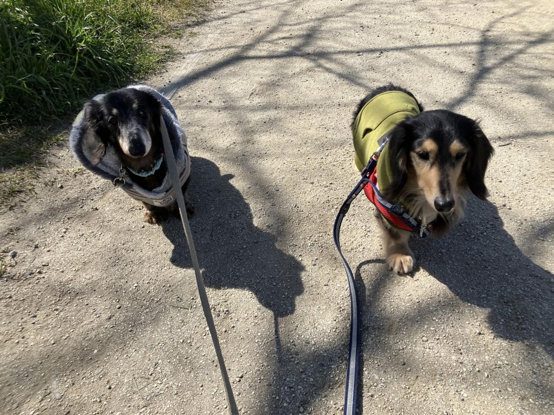 pet-image-8