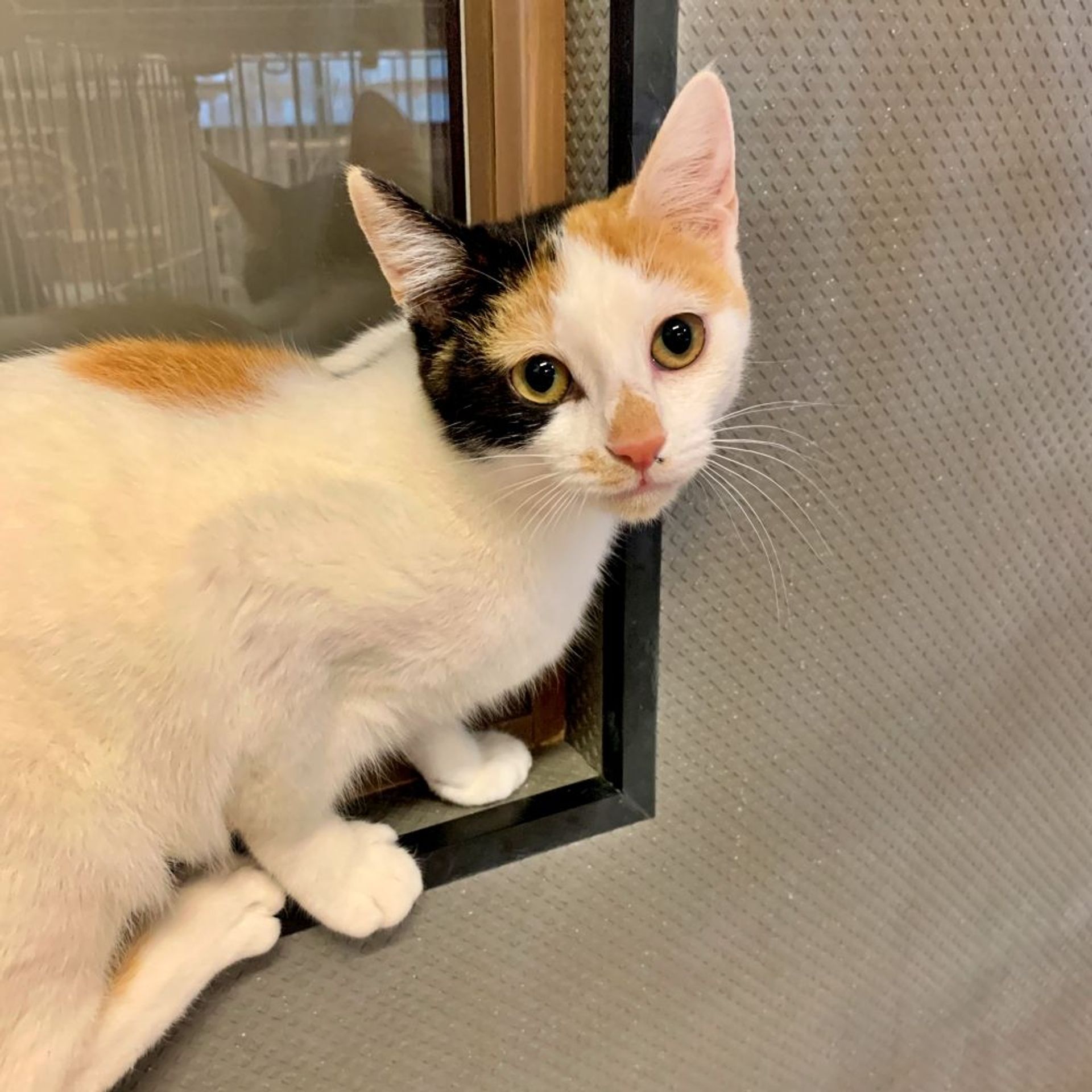雑種（ミックス猫）・メスの里親募集の写真