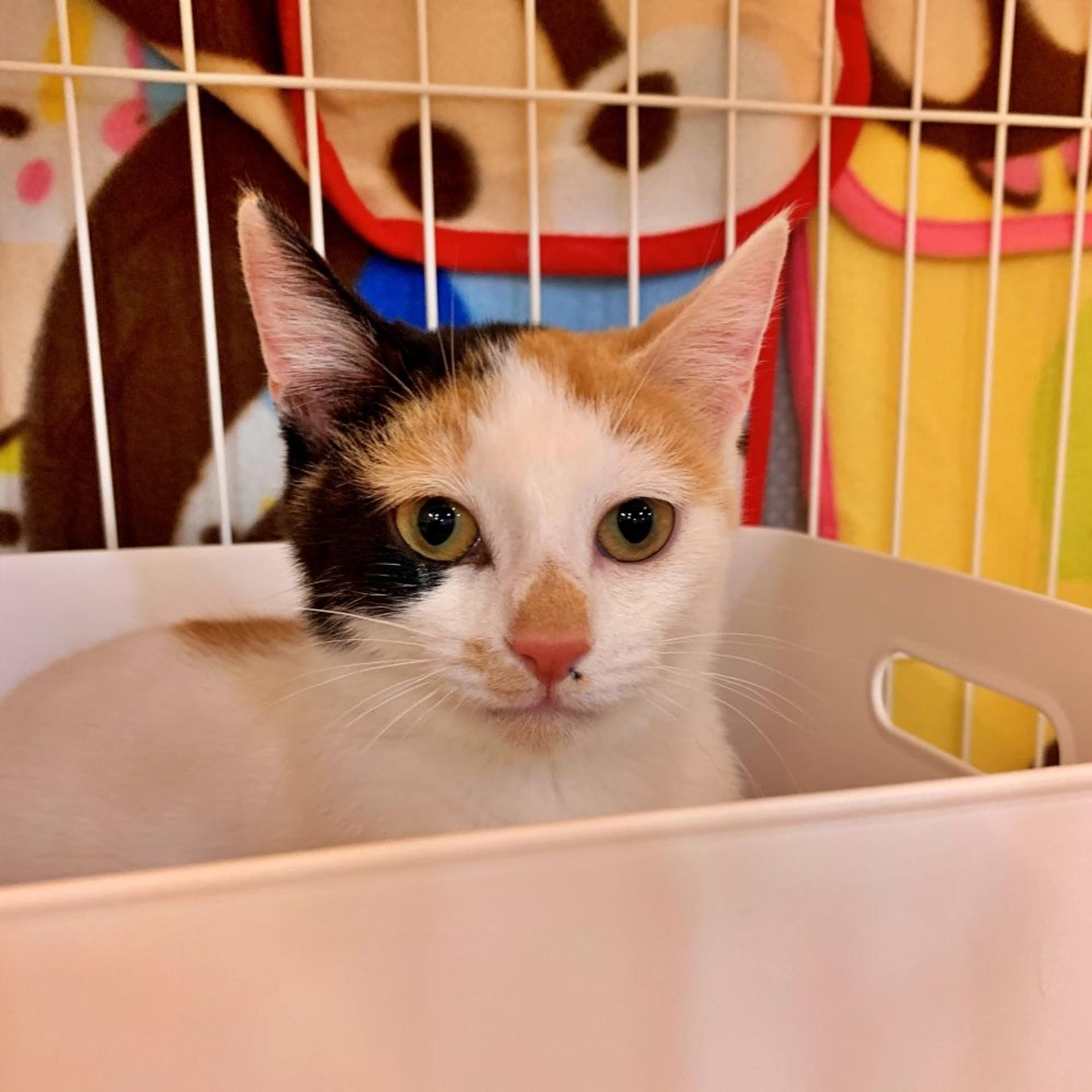 pet-image-2