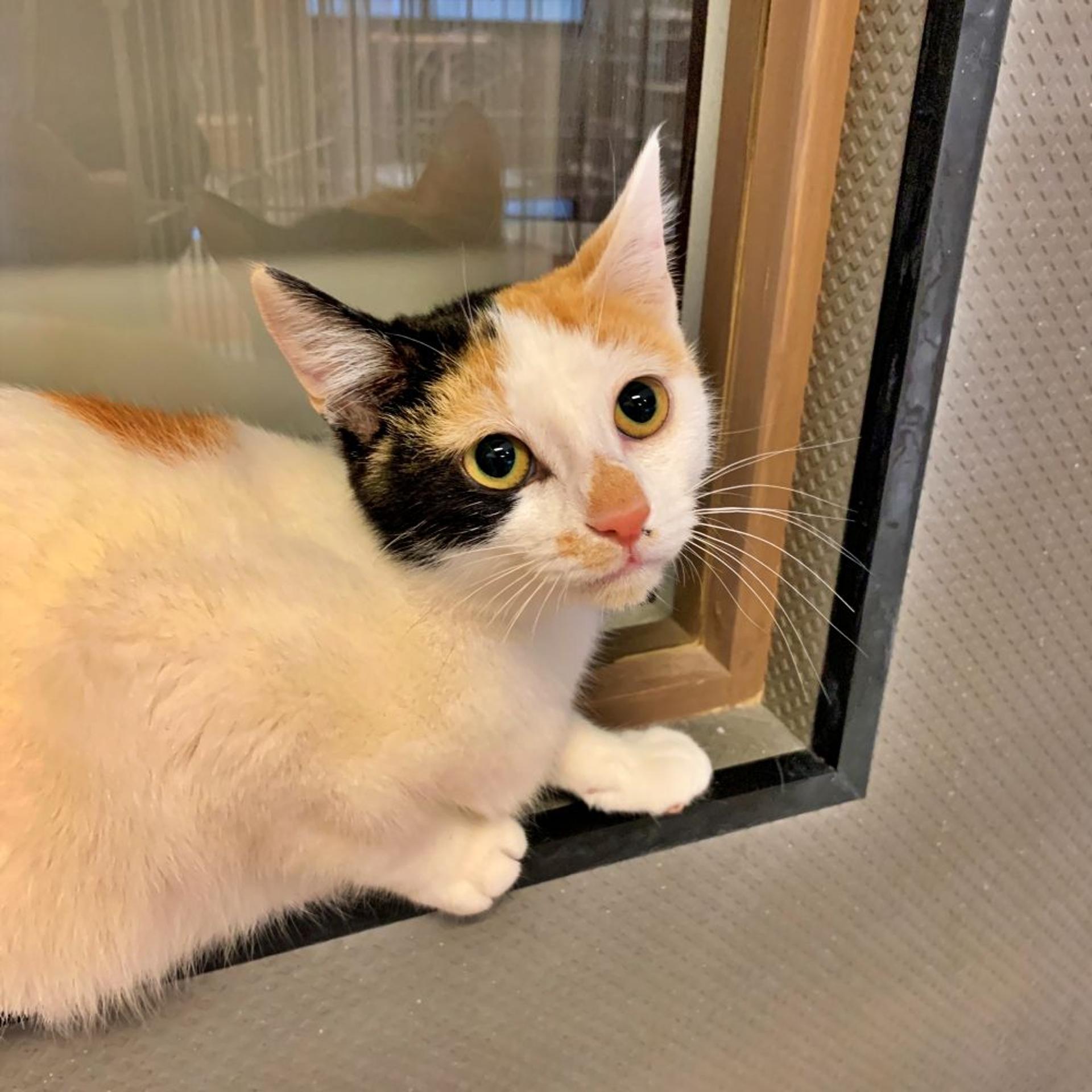pet-image-3