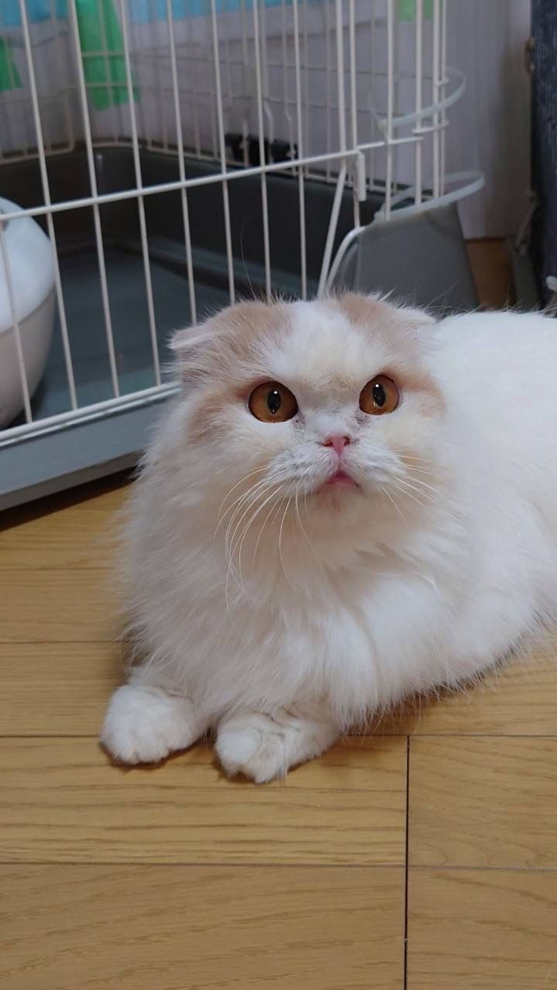 スコティッシュフォールド・メスの里親募集の写真