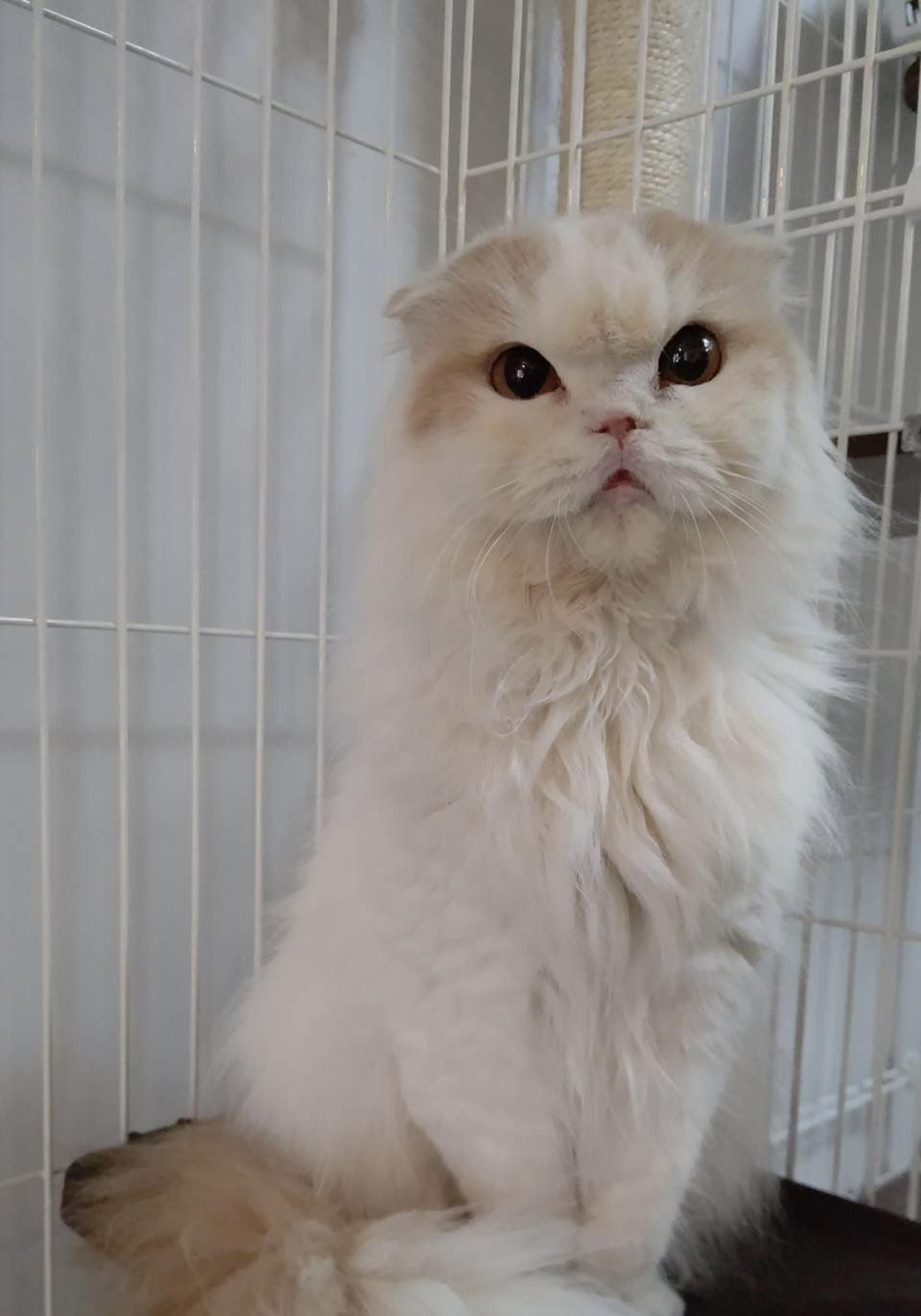 pet-image-2