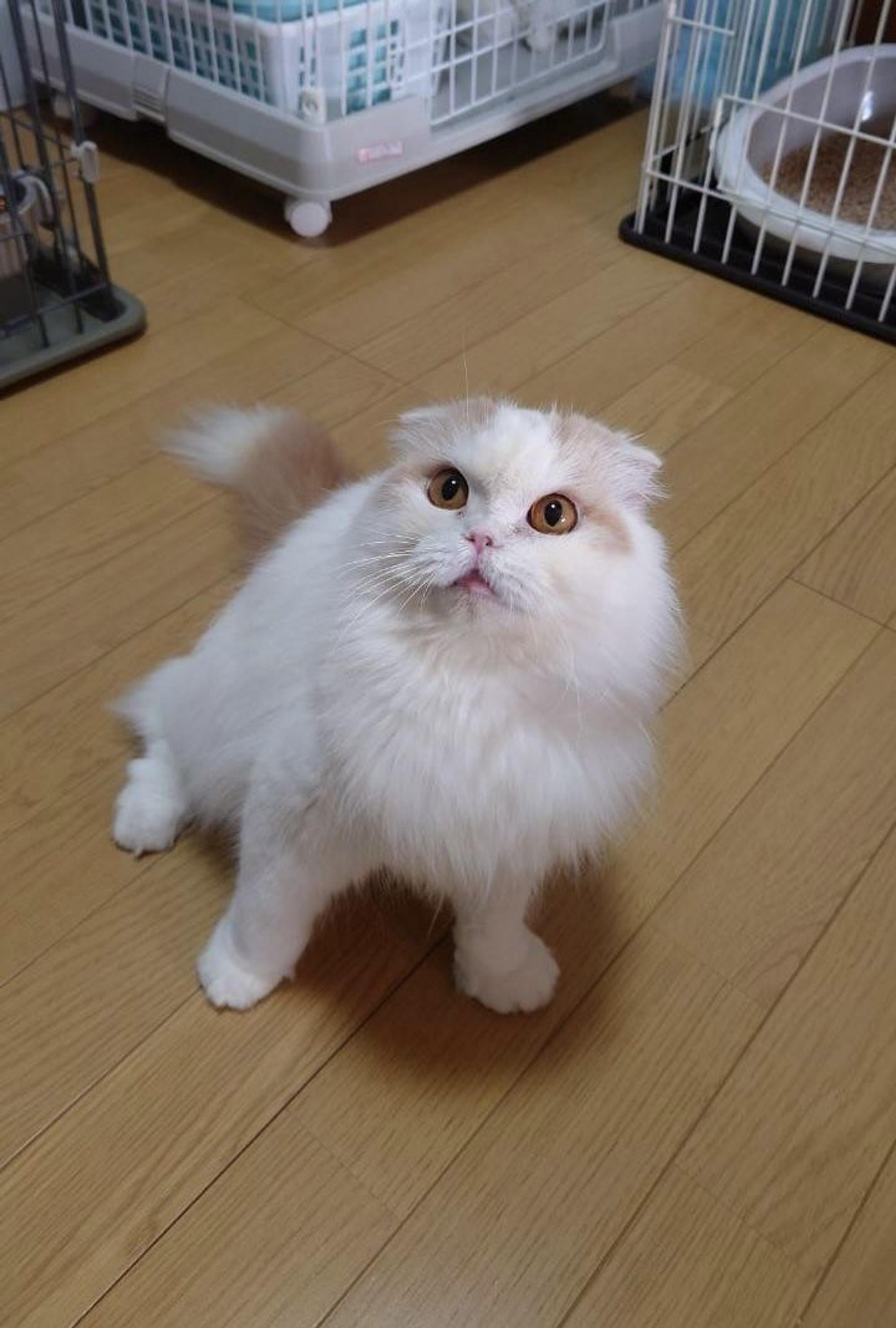 pet-image-4