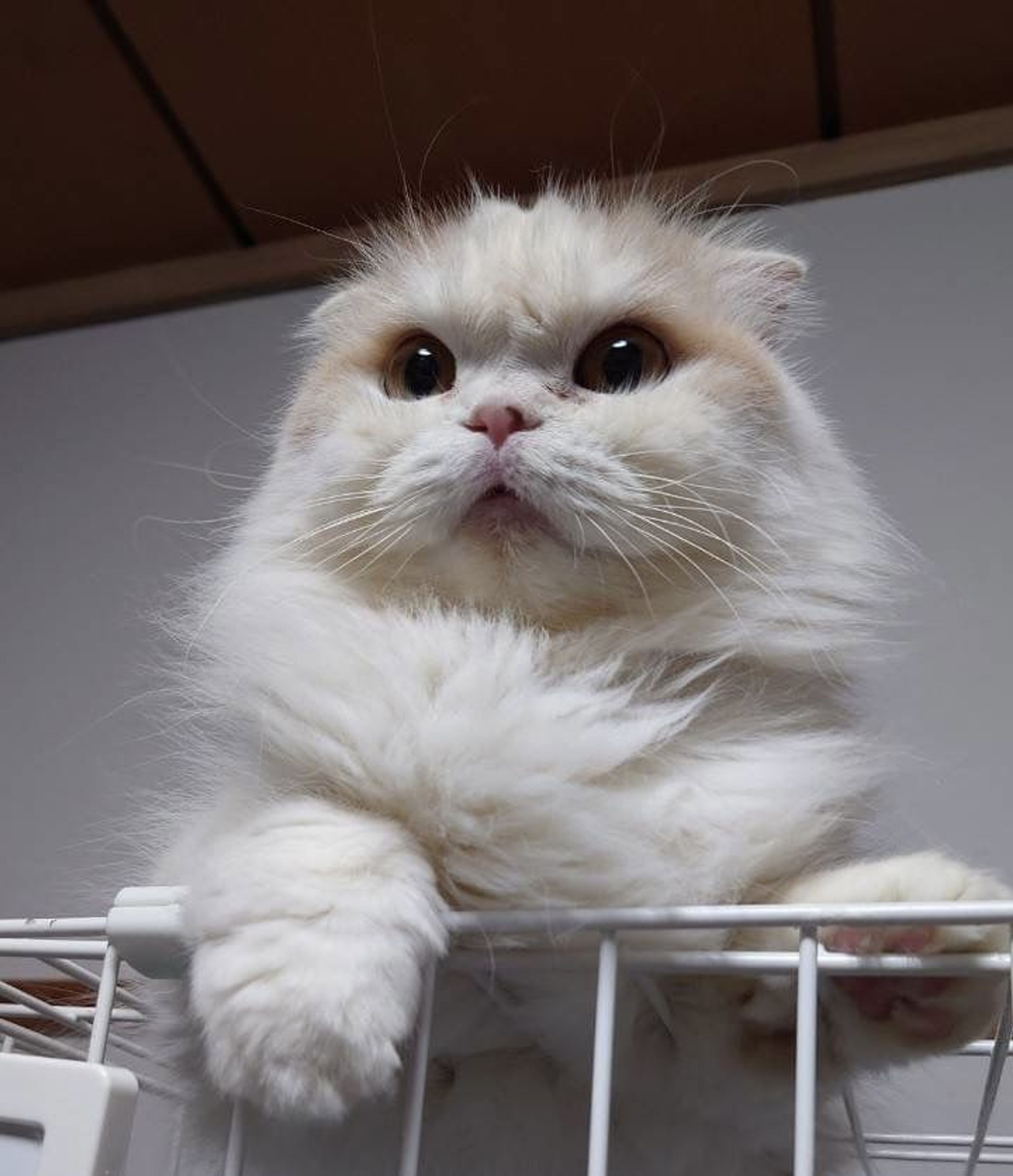 pet-image-6