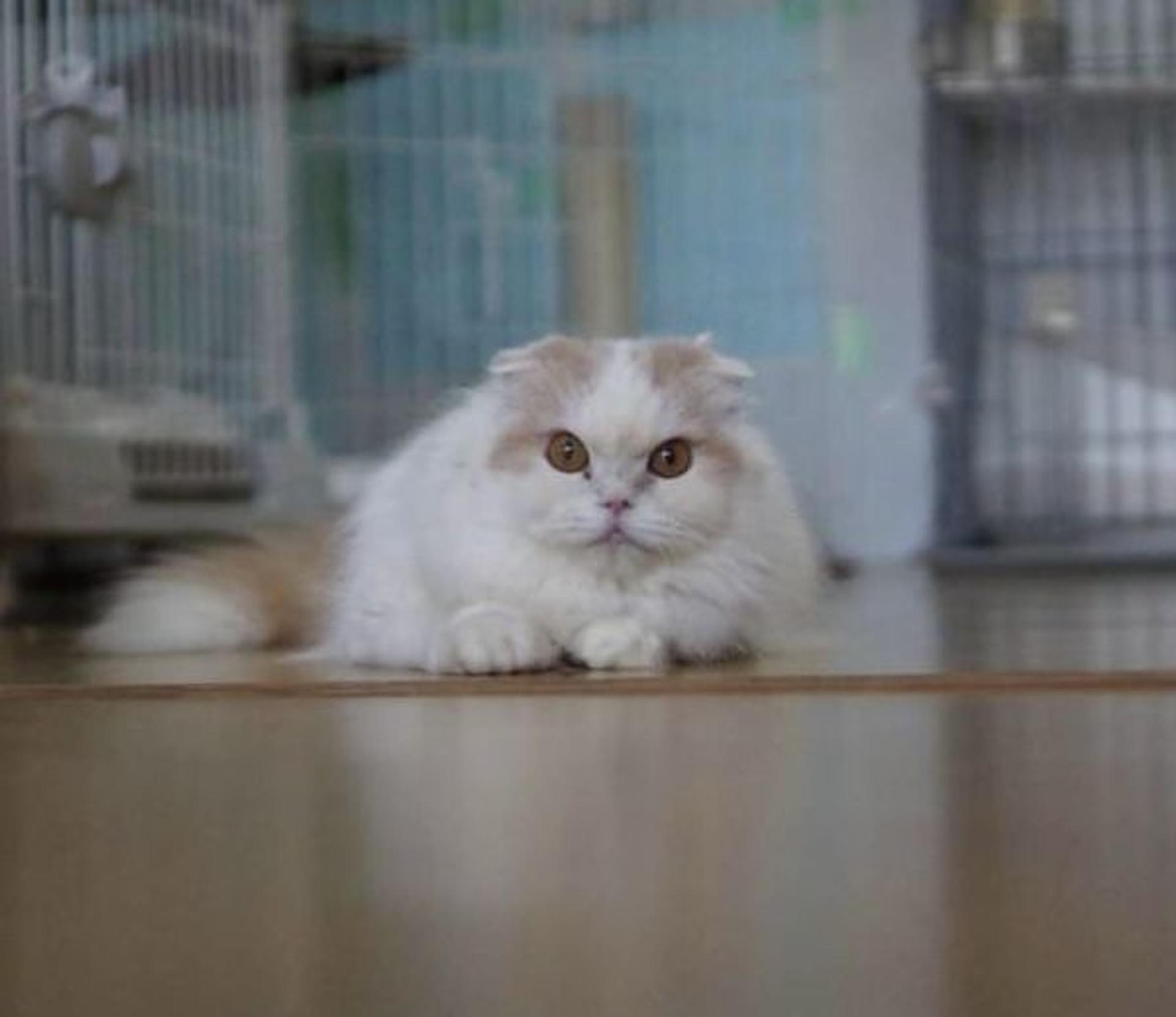 pet-image-7