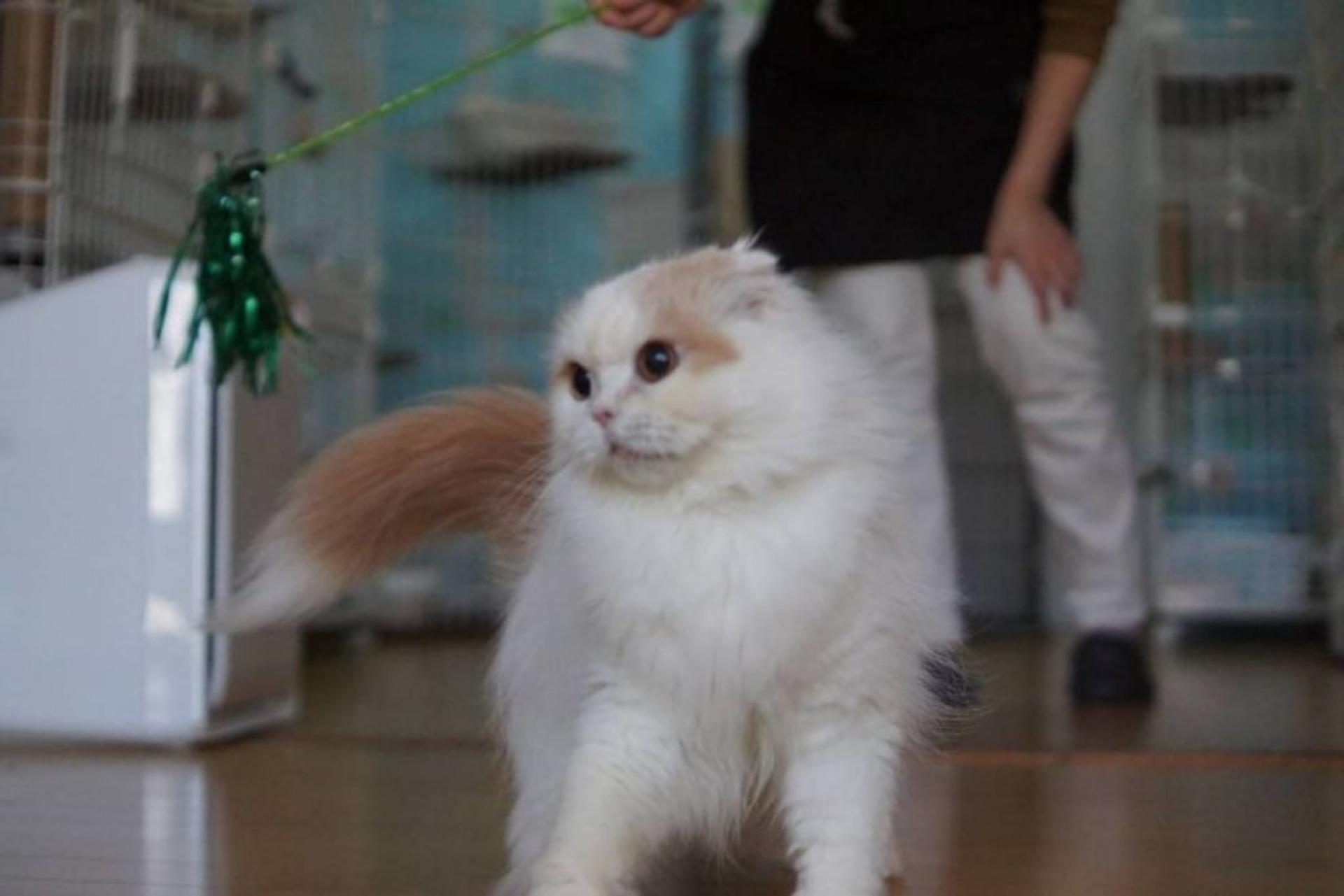 pet-image-8
