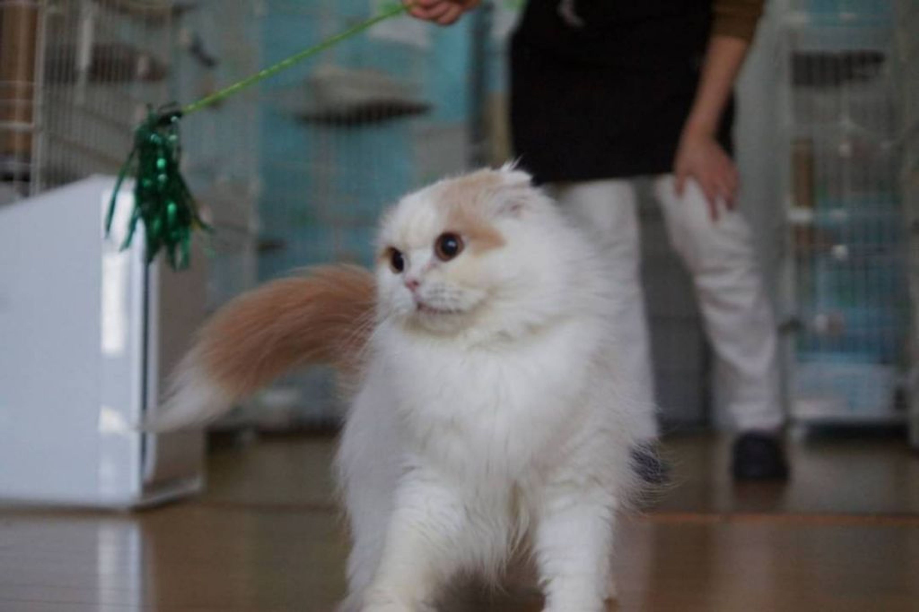pet-image-8