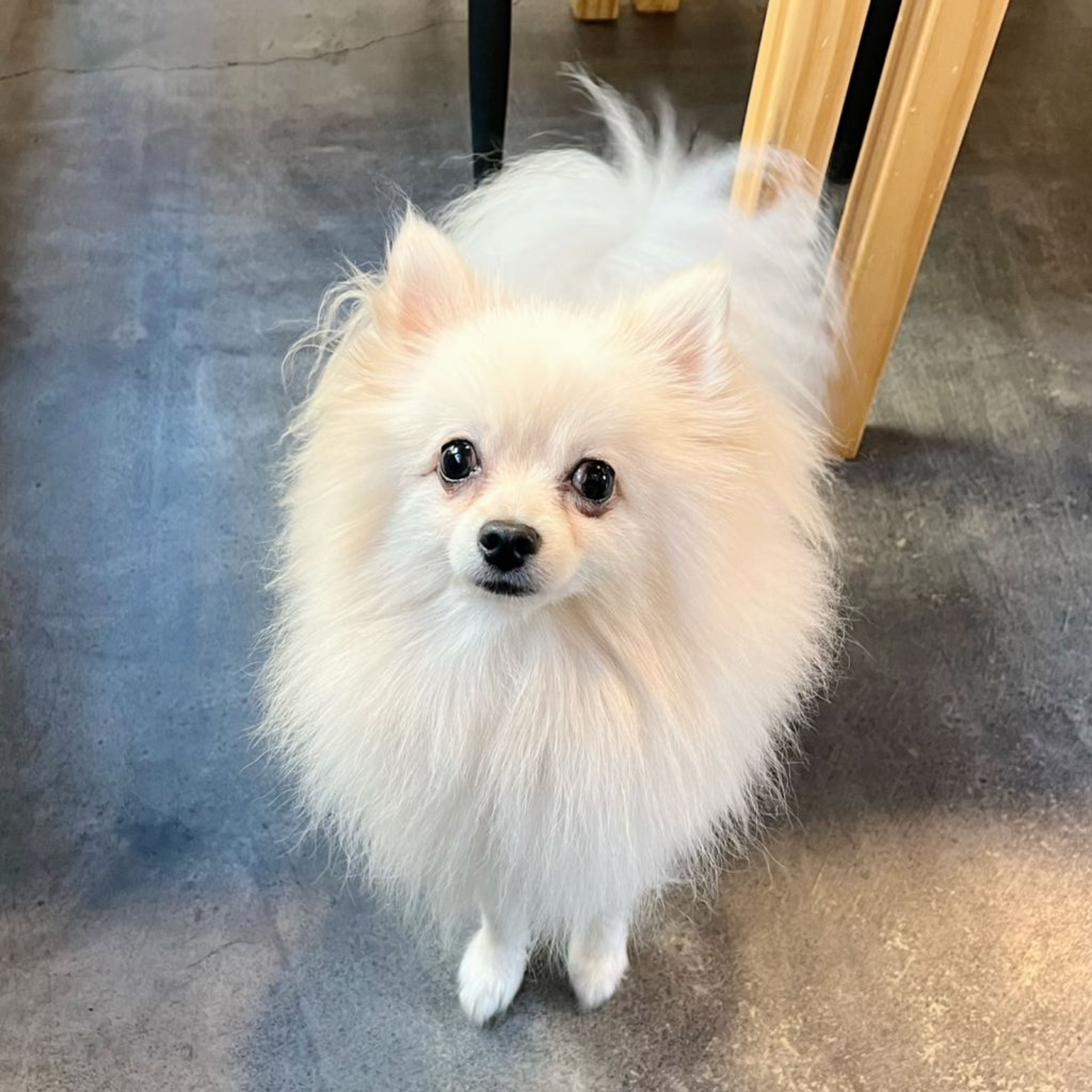 pet-image-2